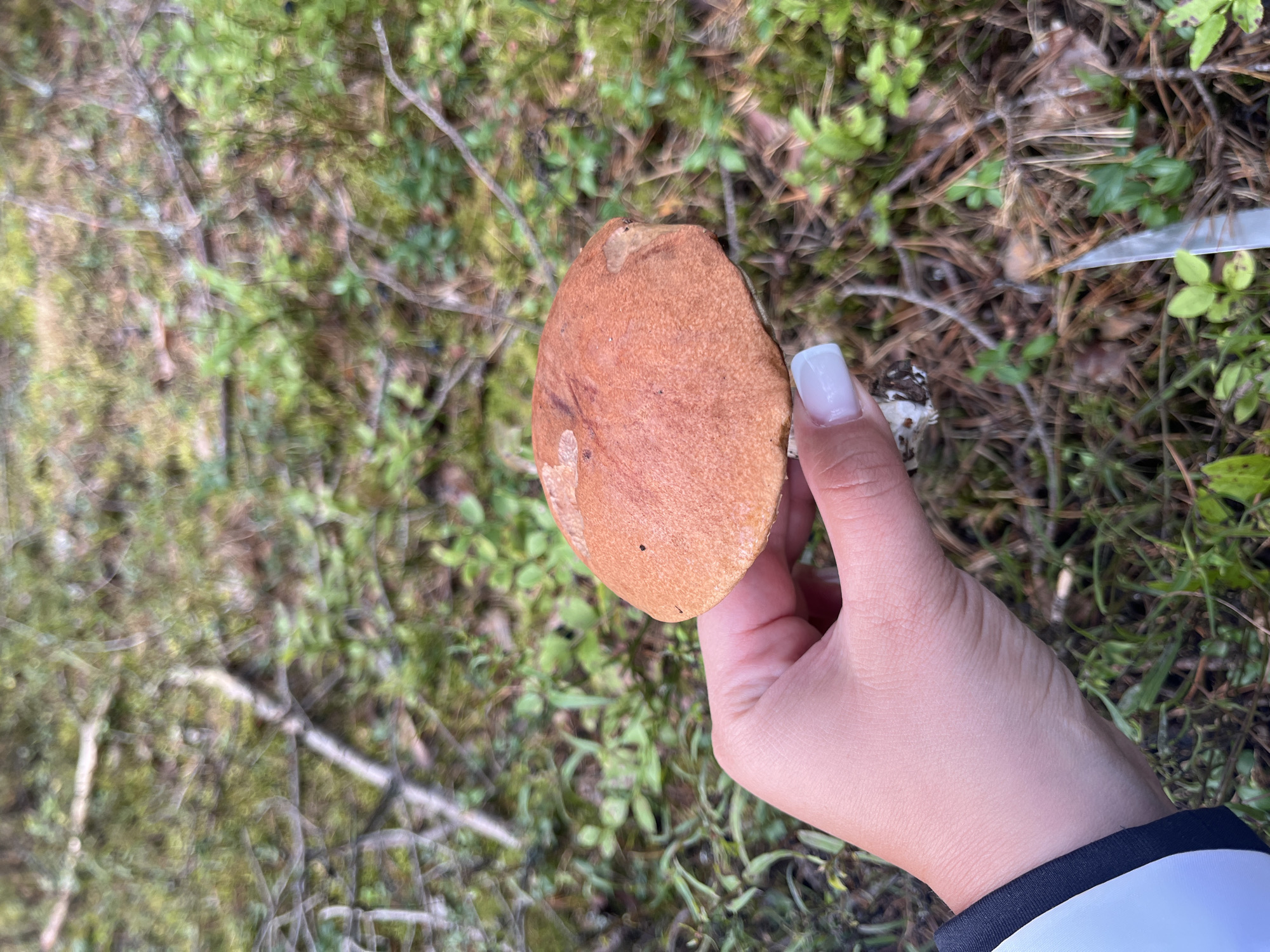 A person's hand with a white-painted fingernail holds a reddish-brown mushroom with a cap and stem. The mushroom appears to be recently picked. The background is a forest floor with green foliage, brown pine needles, and branches. A small knife with a silver blade is visible in the lower right quadrant, positioned on the ground. The scene suggests an outdoor activity, possibly mushroom foraging, in a natural environment. The location is identified as the city of Pillapalu, Estonia.