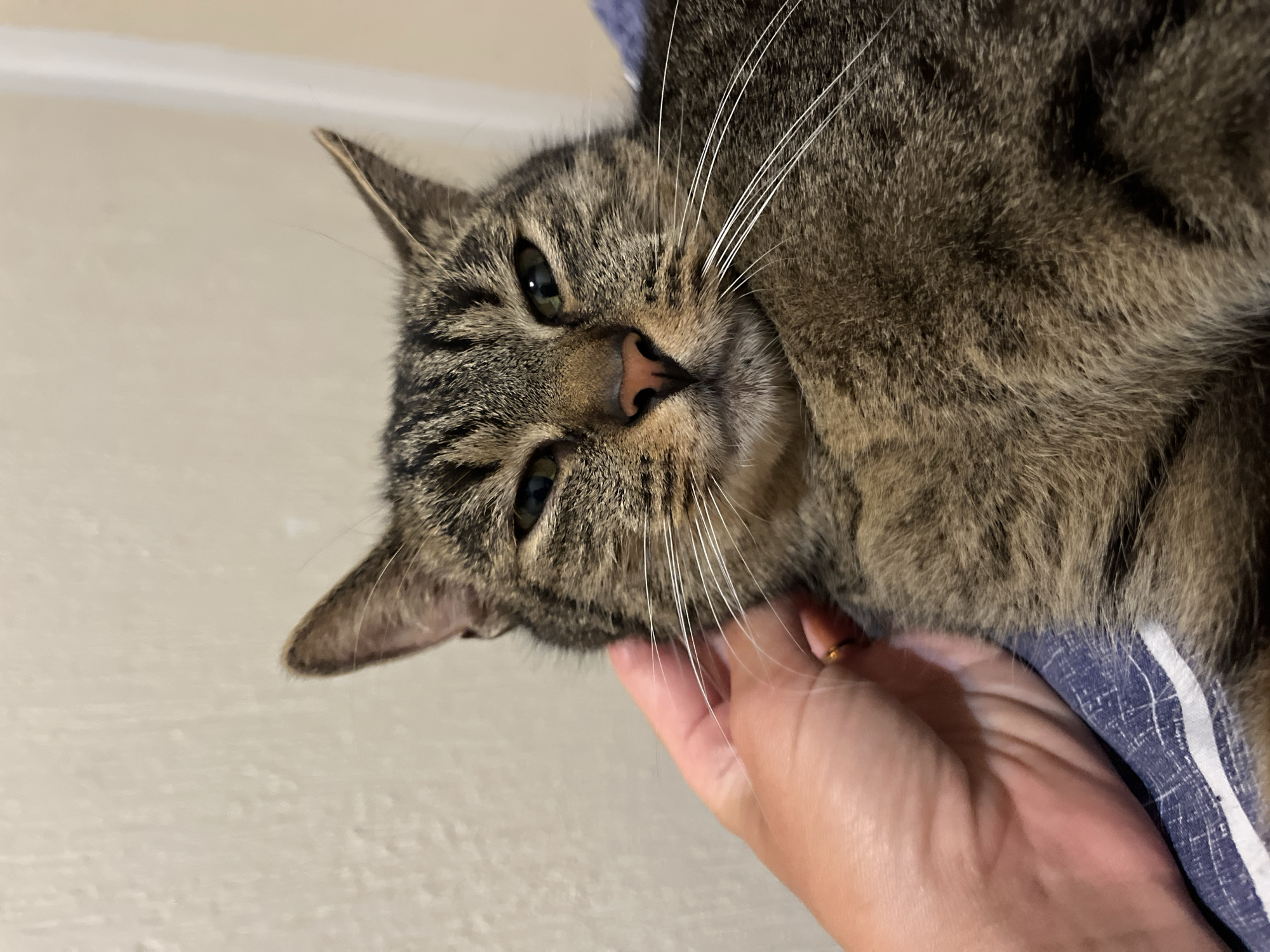 The image shows a close-up of a tabby cat being petted by a person's hand. The cat is lying down, with its head slightly tilted and its eyes partially closed. Its fur is a mix of brown, black, and gray stripes. The person's hand is visible on the left side of the frame, gently stroking the cat's head. The background is a plain, light-colored wall. The scene appears to be indoors, likely in a home. There is no indication of the specific location within Šušanj, Montenegro.