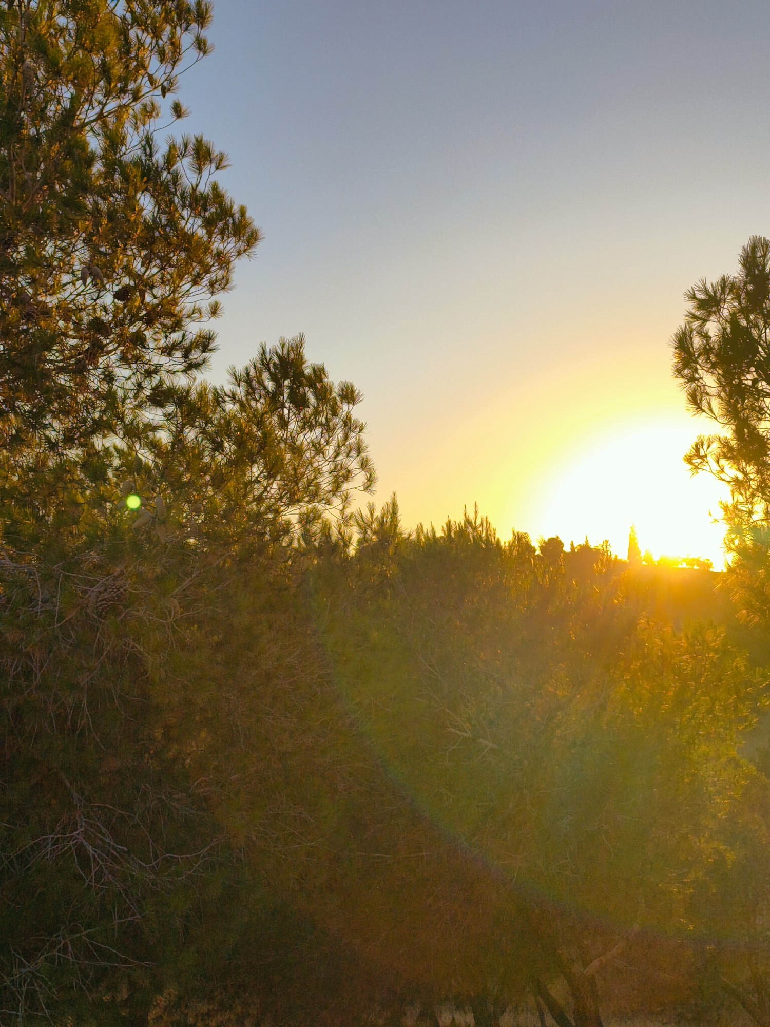 The image captures a sunset in Be'er-Sheva, Israel, with the sun casting a warm golden glow over a landscape dominated by trees. Pine trees, with their characteristic needle-like foliage, are prominent in the foreground and frame the scene. The sky transitions from a pale blue at the top to a bright yellow-orange near the horizon, indicating the setting sun.
The sun itself is a brilliant, diffused orb, creating a lens flare that manifests as a bright, almost white, halo around it. This flare extends outwards, creating streaks of light across the image, particularly noticeable as a rainbow-like band of color in the lower half. The trees are silhouetted against the bright sky, their branches and needles clearly visible, some catching the golden light.
The foreground is filled with dense foliage, a mixture of darker green and brown tones, hinting at undergrowth and the shadowed areas beneath the trees. A small, bright green circular object, possibly a lens artifact or a reflection, is visible within the pine branches on the left side of the image. In the distance, a faint line of trees and possibly buildings is discernible on the horizon, illuminated by the setting sun. The overall impression is one of a serene natural setting at dusk, with the vibrant colors of the sunset dominating the scene.