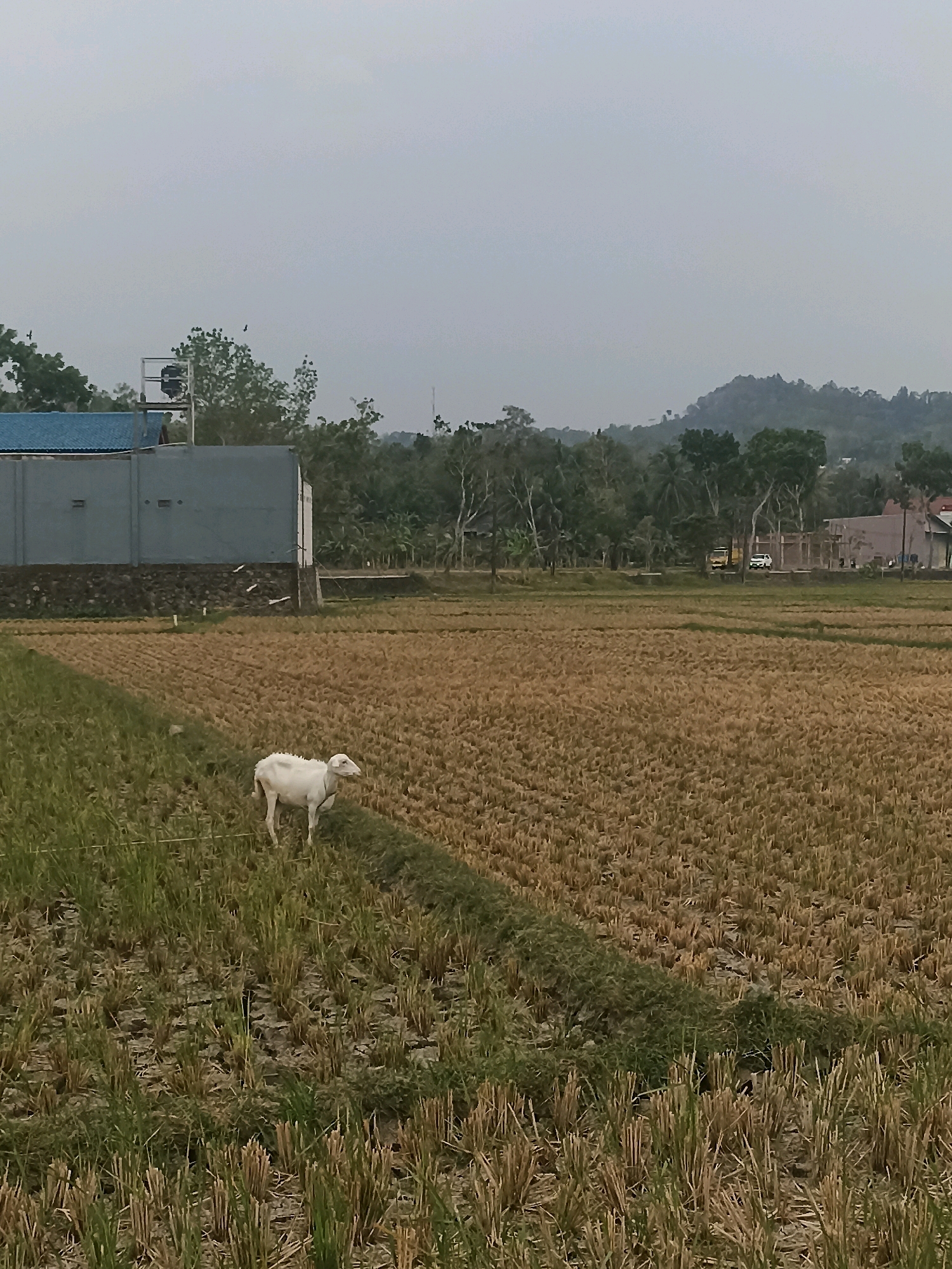 The image depicts a rural scene in Kedungwaru, Indonesia, characterized by a harvested rice field. A white goat with a lead rope is standing in the field, facing left. In the background, a large, gray building with a blue roof is visible, adjacent to a stone wall. Further in the distance, lush green trees and a gently sloping hill can be seen, under a hazy sky. Two vehicles, a yellow truck and a white car, are parked on a road in the background. The overall atmosphere is calm and serene, with the harvested field indicating recent agricultural activity.