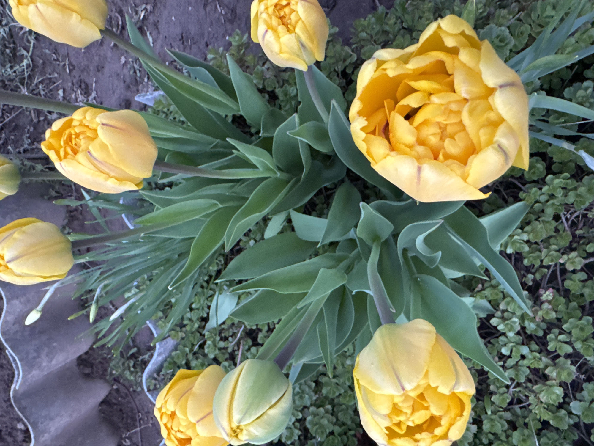 The image shows a cluster of yellow tulip flowers with green leaves surrounded by small green ground cover plants and some bare soil. The flowers are in various stages of bloom, some fully open and some still tightly closed buds. No people are visible in the image. The location is not ascertainable from the image.