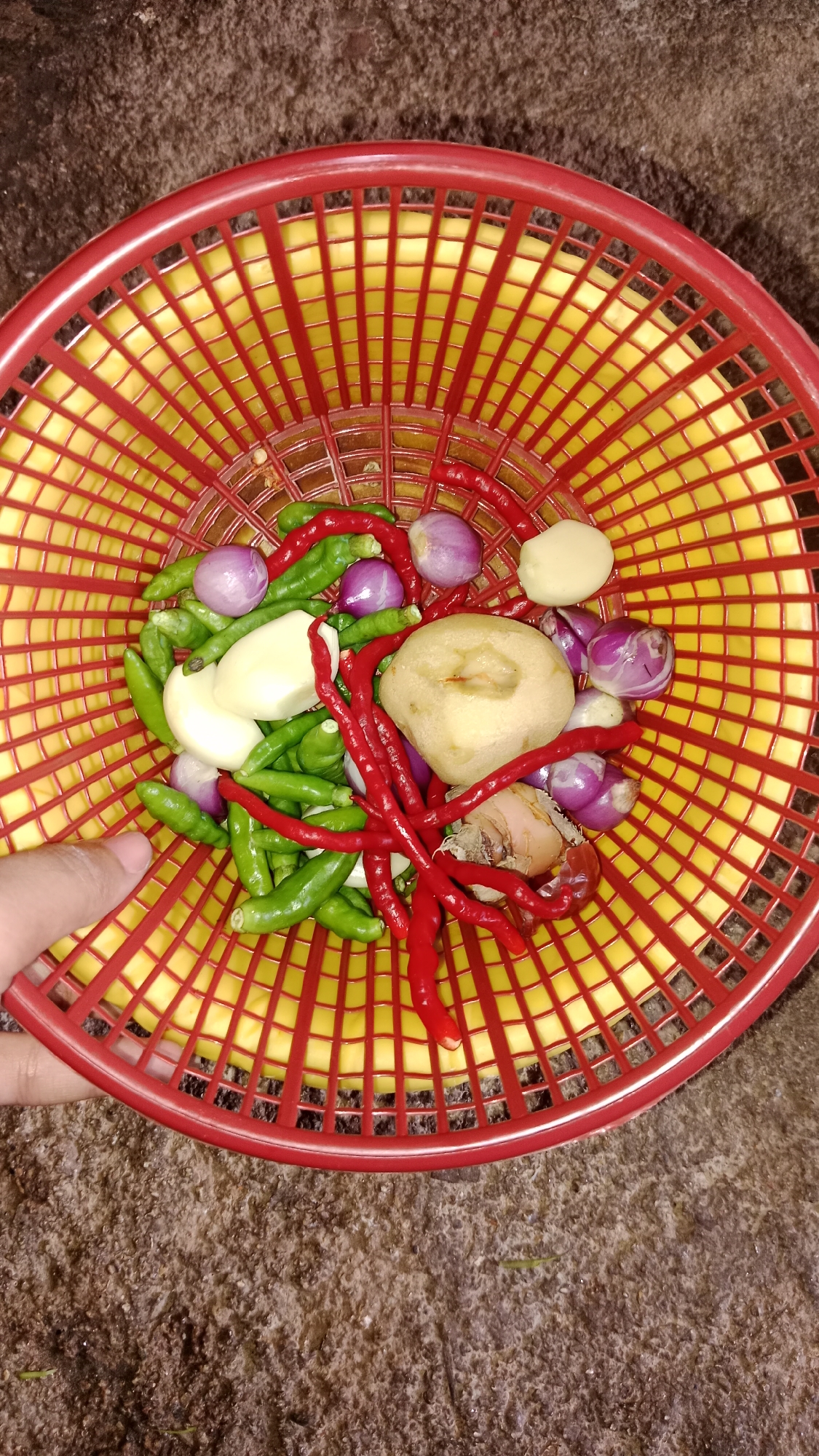 A red plastic basket with yellow interior holds a pile of ingredients, including small green chilies, red chilies, shallots, garlic cloves, and what appear to be two pieces of ginger or galangal. A human hand is visible in the lower left, partially touching the edge of the basket. The basket is placed on a rough, brown surface, possibly soil or textured ground, that could be found in a garden or outdoor market in Wono Sari, Indonesia. The lighting suggests an indoor or shaded outdoor setting.