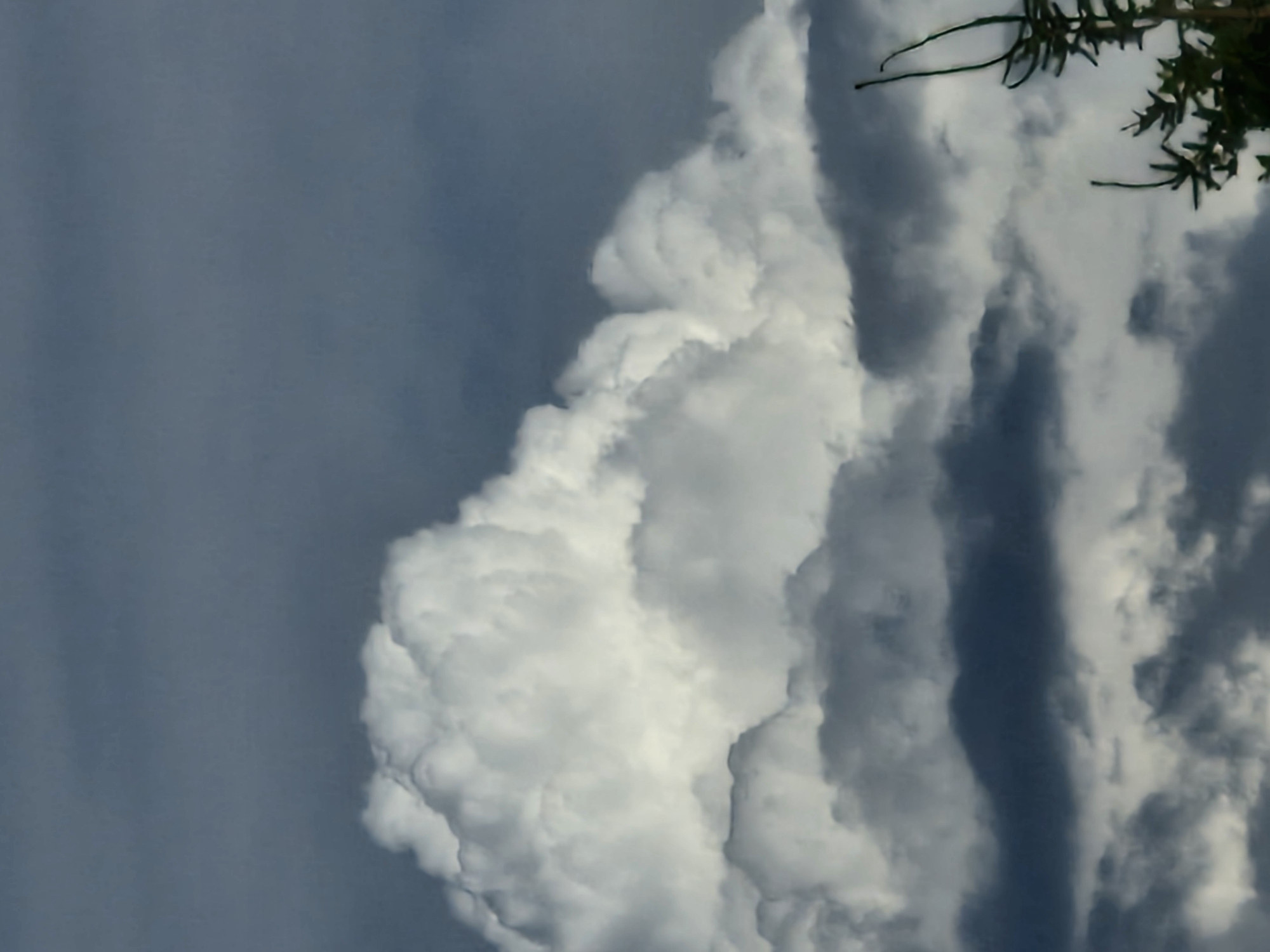 The image shows a dramatic sky filled with large, billowing white clouds against a darker, moody sky. The clouds are dense and textured, with significant contrast between the brightly lit tops and shadowed undersides, suggesting a powerful atmospheric phenomenon. In the lower right corner, the dark silhouette of a coniferous tree is visible, its branches reaching upwards into the cloudscape. The scene is devoid of any people or specific man-made structures that would place it within a city like Klaipėda, Lithuania. The focus is entirely on the natural elements of the sky and the tree.