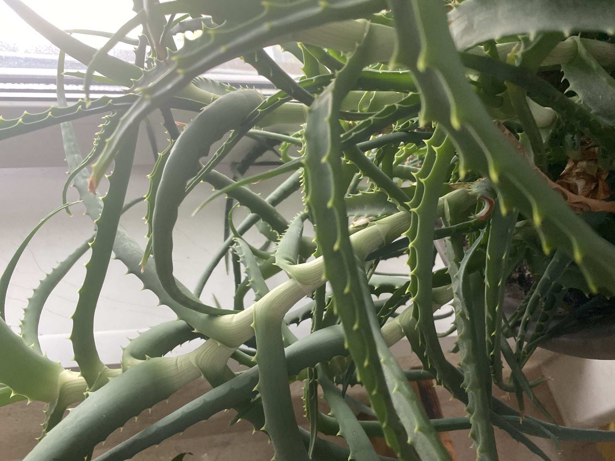 The image presents a close-up, high-angle view of a vibrant, spiky green succulent plant, likely an aloe species, situated indoors near a window. The plant's dense foliage fills the majority of the frame, creating an intricate pattern of interwoven stems and leaves.
The dominant subjects are the plant's numerous elongated, fleshy, and somewhat curved stems or leaves. These range in color from a deep green to a lighter, almost grayish-green, and are adorned with distinctive small, sharp, light green or yellowish spines or teeth along their edges. Some thicker branches, particularly in the lower and central parts of the image, display visible segmentation or ring-like patterns, suggesting points of growth or age.
Bright, diffused natural light enters from the background, indicating it is daytime. A blurred window and a white window sill are visible behind the plant, confirming an indoor setting. A portion of what appears to be a plant pot or container can be glimpsed in the lower right corner, partially obscured by the plant's growth. There are also a few small, dried, brownish plant fragments nestled among the green foliage. No people, specific activities, or visible text are present in the image. While the location context is Tyumen, Russia, the image itself does not contain specific visual cues to this location. The overall impression is one of a healthy, robust houseplant.
