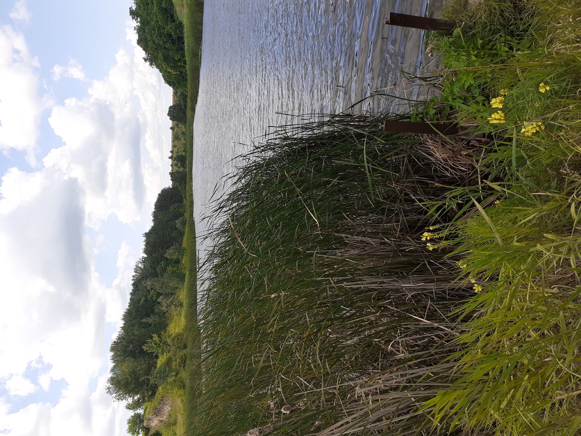 This image depicts a tranquil natural landscape along the Deremezna River in Deremezna, Ukraine. The foreground is dominated by lush, tall green reeds growing from the water's edge, with some dry, brown reeds interspersed. A few small yellow wildflowers are visible amongst the green vegetation. The river itself is wide and reflects the sky, with gentle ripples on its surface. In the middle ground, the river curves, with dense green trees lining its banks. The background consists of rolling hills covered in trees and vegetation, with a cloudy sky overhead. The scene appears to be a peaceful, undeveloped natural area.