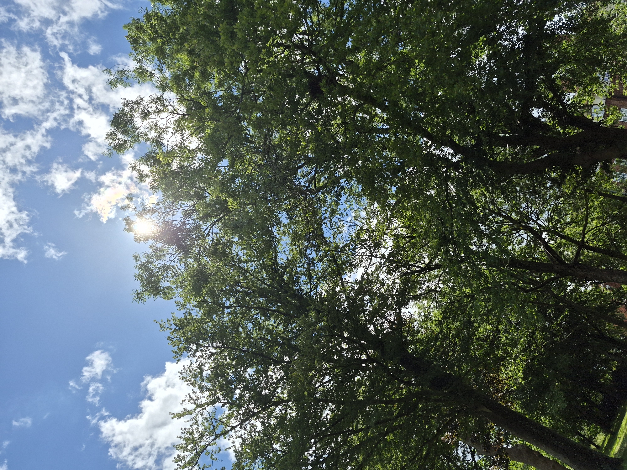 The image shows a canopy of lush green trees against a bright blue sky with scattered white clouds. The sun is visible behind the trees, creating a lens flare and illuminating the leaves. The perspective is looking upwards, emphasizing the height and density of the foliage. In the background, partially obscured by the trees, there are hints of buildings with red brickwork and windows, suggesting an urban or suburban setting. The scene is likely located in Sandwell, United Kingdom, given the query. There are no people or animals visible in the image. The overall impression is one of a sunny day in a park or garden area.