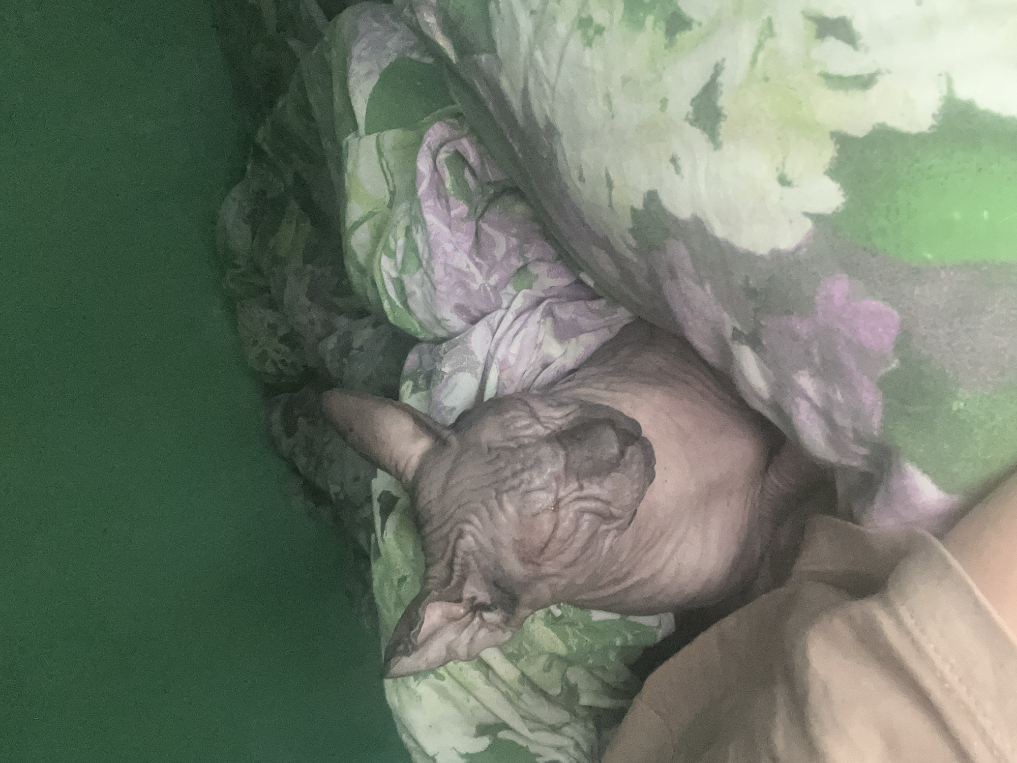 A close-up, overhead shot shows a hairless cat nestled amongst crumpled bedding with a floral pattern of green, pink, and white. The cat's eyes are closed, and its wrinkled skin is visible. A person's leg, clad in tan fabric, is in the lower left corner of the frame. The background is a solid, dark green color. There is no discernible information about the location in the city of Nizhny Tagil, Russia.