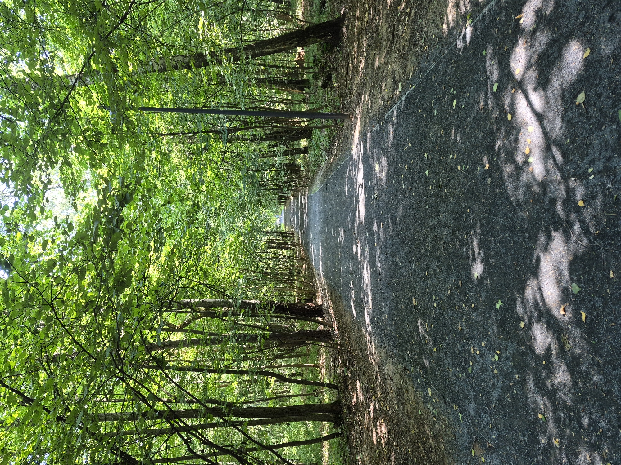 The image shows a paved path winding through a dense forest, likely a park or wooded area within the city of Dzerzhinsky, Russia. The path is dark gray and appears to be made of asphalt or a similar material, with scattered fallen leaves on its surface. Sunlight filters through the thick canopy of green leaves, creating dappled shadows on the path. The trees are tall and slender, with lush foliage. A single dark lamppost stands on the right side of the path, mid-way through the frame. The scene is tranquil and appears to be an outdoor recreational area. There are no people or animals visible in the image.