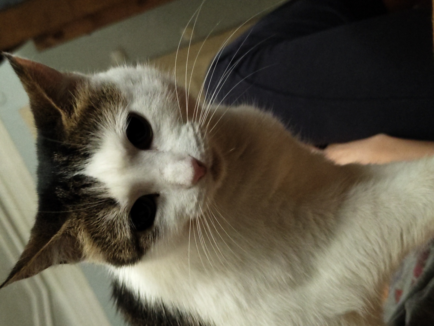 A close-up, portrait-style photograph shows a domestic cat's face in the foreground, positioned centrally. The cat has white fur with patches of brown and black on its head and back. Its eyes are large and dark, and its whiskers are prominent. The cat's mouth is slightly open, revealing a pink nose. The background is blurred, showing hints of furniture and a wall, suggesting an indoor setting. The image is a static shot, capturing the cat's direct gaze towards the camera. The lighting is soft, with the cat's face well-illuminated.