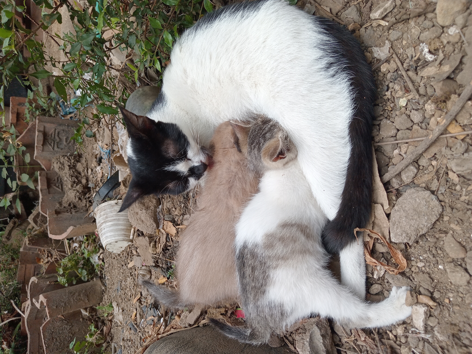 In Claket, Indonesia, a black and white cat is seen nursing two kittens. One kitten is light brown and the other is grey and white tabby. They are lying on the ground amidst scattered debris, including broken terracotta pots and a plastic cup. The background consists of dry soil and some green foliage.