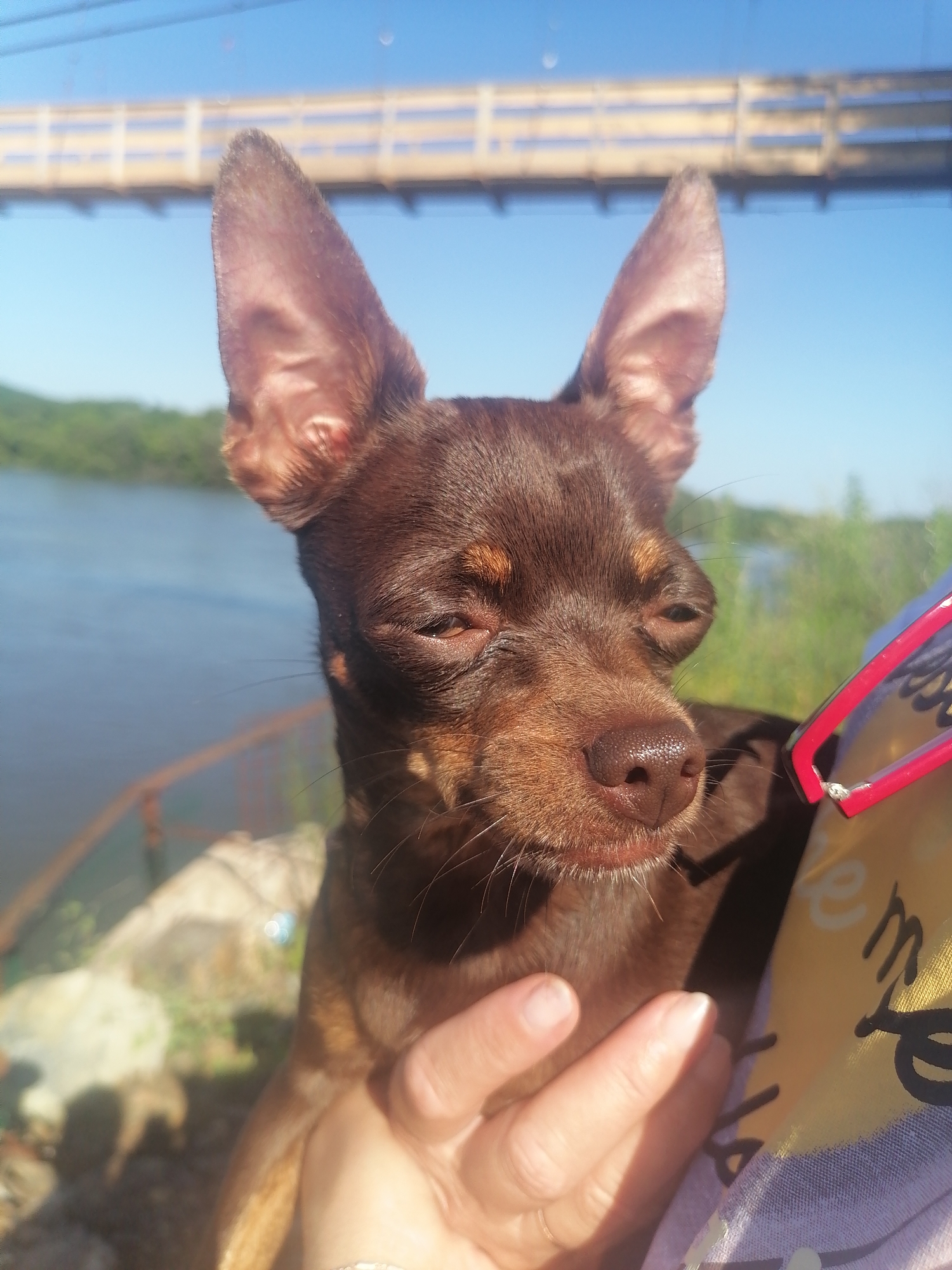 A medium shot captures a small, brown dog with large ears and squinting eyes outdoors. The dog is positioned in the foreground, facing slightly to the right. Its head is held up, and its eyes are partially closed, suggesting a reaction to bright sunlight. A person's hand is visible in the lower portion of the frame, gently holding the dog's chin. Part of a yellow and purple patterned fabric, possibly clothing or a blanket, is visible to the right of the dog, with bright pink-framed glasses resting on it.
In the background, a body of water, likely a river, stretches across the middle ground. Beyond the water, a lush green treeline is visible on the far bank, indicating a natural landscape. A wooden bridge with railings spans the water in the upper portion of the background, with a clear blue sky above. The scene appears to be set in a park or riverside area. The specific location in Novopokrovka, Russia, is not identifiable from visual cues alone, but the overall environment suggests a peaceful outdoor setting during daylight.