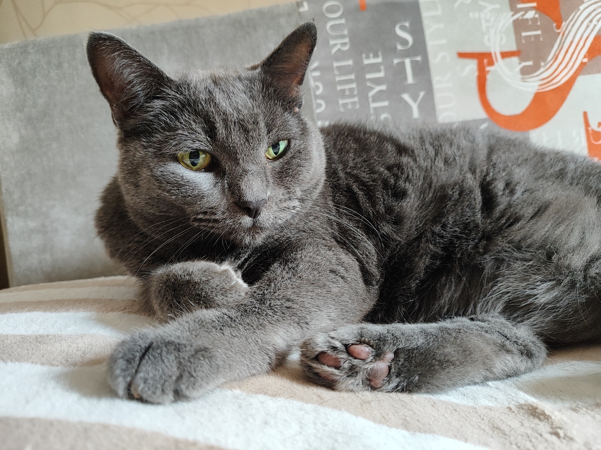 A gray cat with green eyes lies on a striped blanket. The cat is facing the camera and is looking to the left. Its paws are resting on the blanket. In the background, a gray pillow with an orange and white pattern is visible. The image is taken indoors, likely in a home environment. The location in Pavlodar, Kazakhstan is not discernible from the image.
