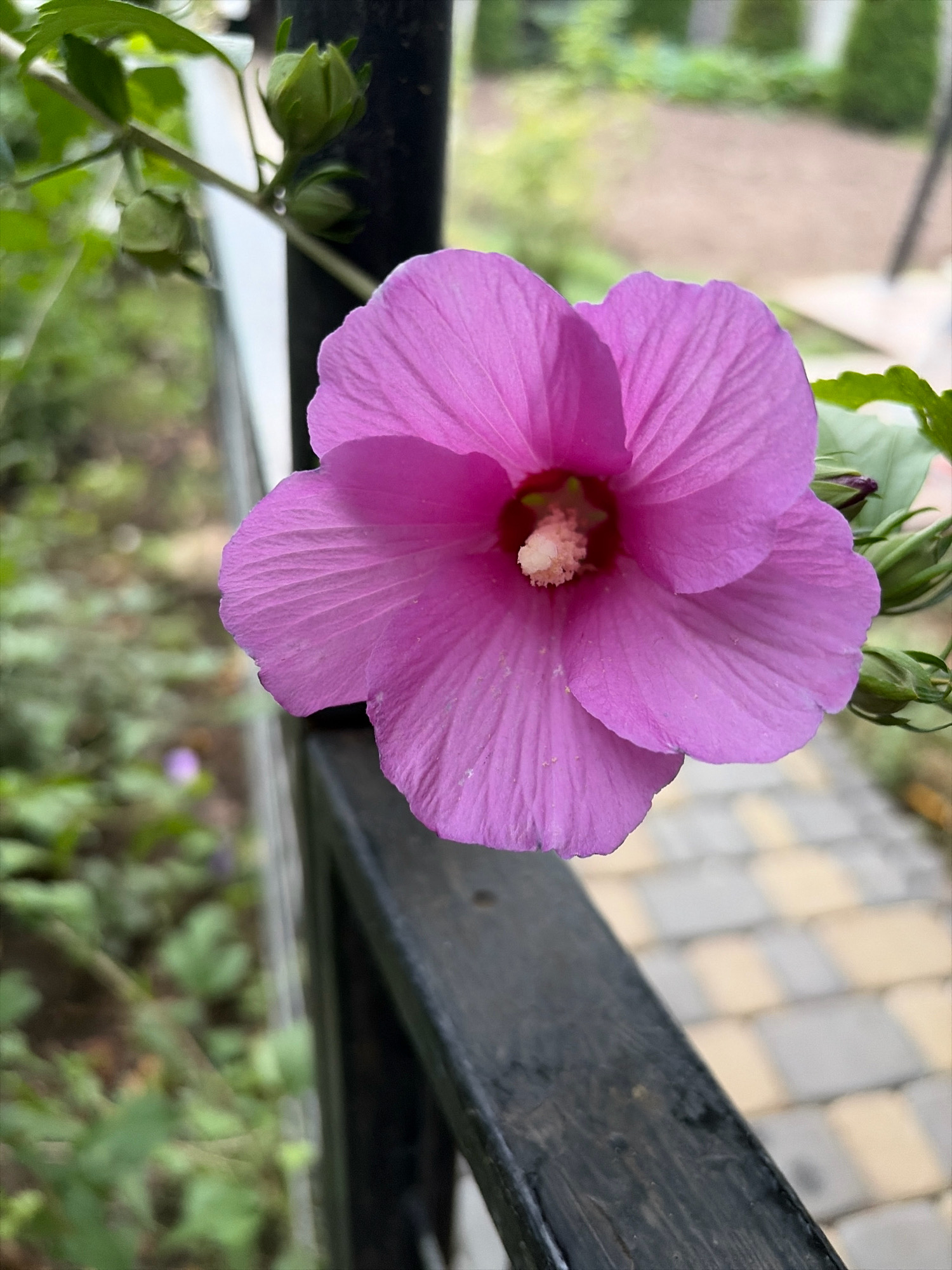 A close-up, vertical, eye-level shot features a vibrant pink hibiscus flower in full bloom. The flower's petals are broad and slightly ruffled, with delicate veins visible. The center of the flower displays a cluster of white stamens. The hibiscus is positioned in the foreground, with a dark, weathered wooden railing running diagonally across the lower right portion of the image. Behind the railing, a blurred background suggests an outdoor setting with greenery and a pathway paved with light-colored rectangular stones. The upper left of the image shows green leaves and several closed hibiscus buds. The scene appears to be in Oxentea, Moldova, as indicated by the metadata.
