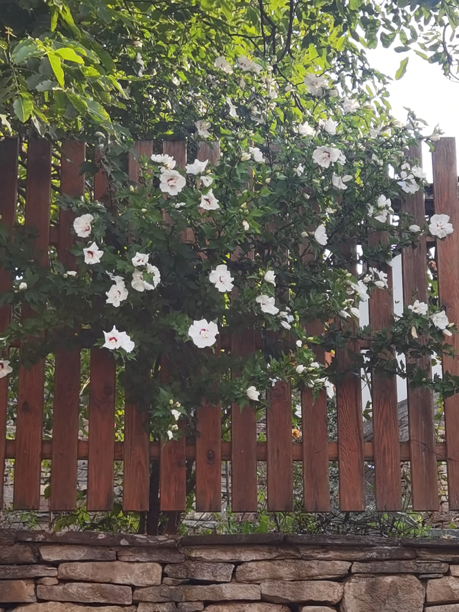 The image captures a section of a rustic wooden fence, partially obscured by lush green foliage and blooming white hibiscus flowers with red centers. The fence is constructed from vertical, weathered wooden planks. In the foreground, a stone wall made of irregularly shaped, stacked stones forms the base of the scene. Behind the fence, more greenery and branches are visible, suggesting a garden or natural setting. The lighting indicates it is daytime, with sunlight filtering through the leaves. The scene is located in Lomets, Bulgaria. There are no people or animals visible in the image.