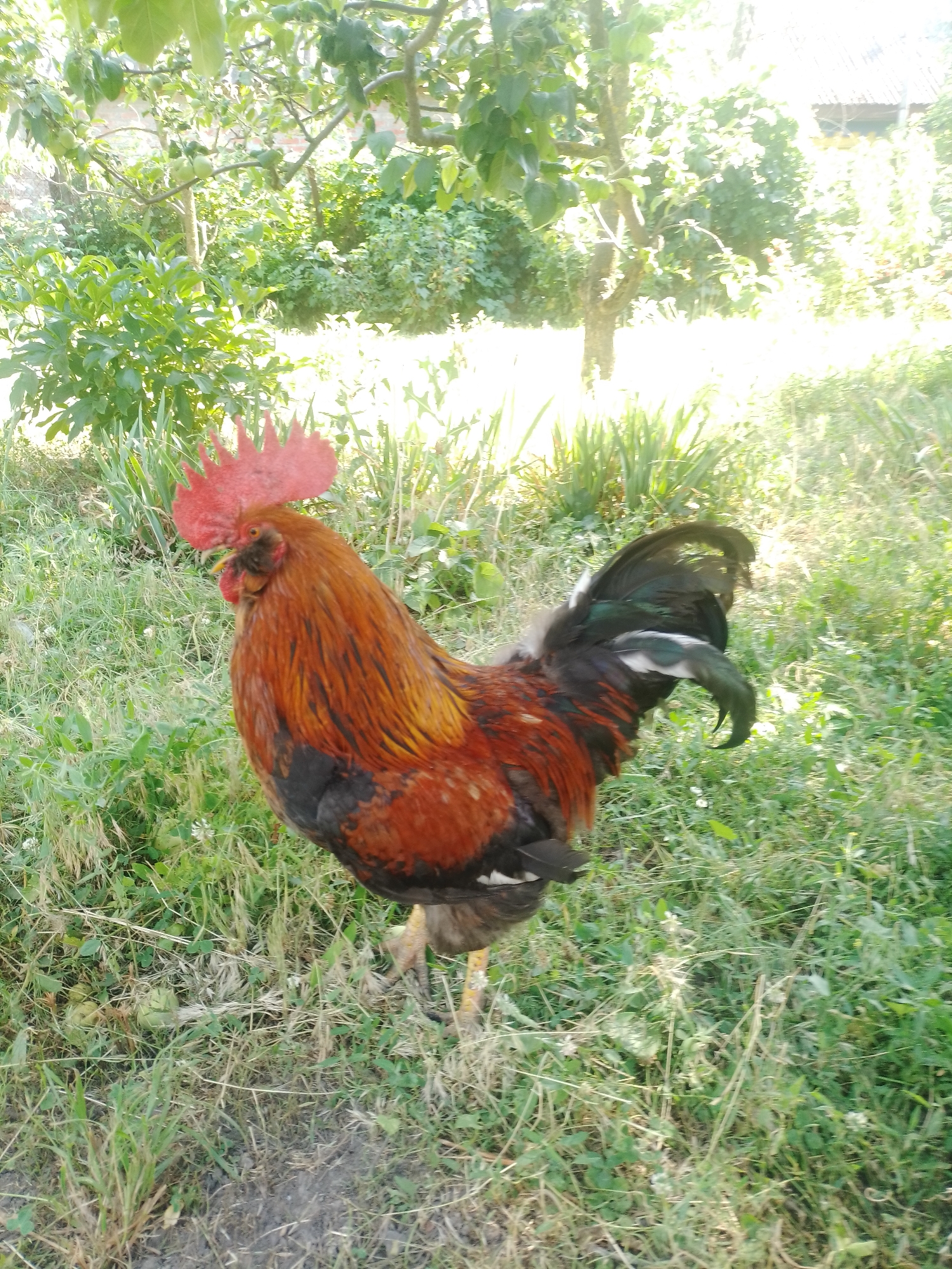 The image shows a vibrant rooster standing in a grassy yard, likely in Ustyvytsia, Ukraine. The rooster is the central subject, with its prominent red comb and wattles, and its striking plumage of fiery oranges, reds, and blacks. Its tail feathers are a deep iridescent green and black. The rooster is captured in profile, facing left, with its beak slightly open, as if about to crow.
The setting is a natural, outdoor environment. The ground is covered in a mix of green grass, some dry stalks, and patches of soil. In the background, lush green foliage and trees are visible, suggesting a garden or a rural yard. The sunlight is bright, indicating it is likely daytime, possibly morning or late afternoon, given the warm tones and the way light filters through the leaves. The overall impression is one of a peaceful, rural scene. There is no visible text in the image.