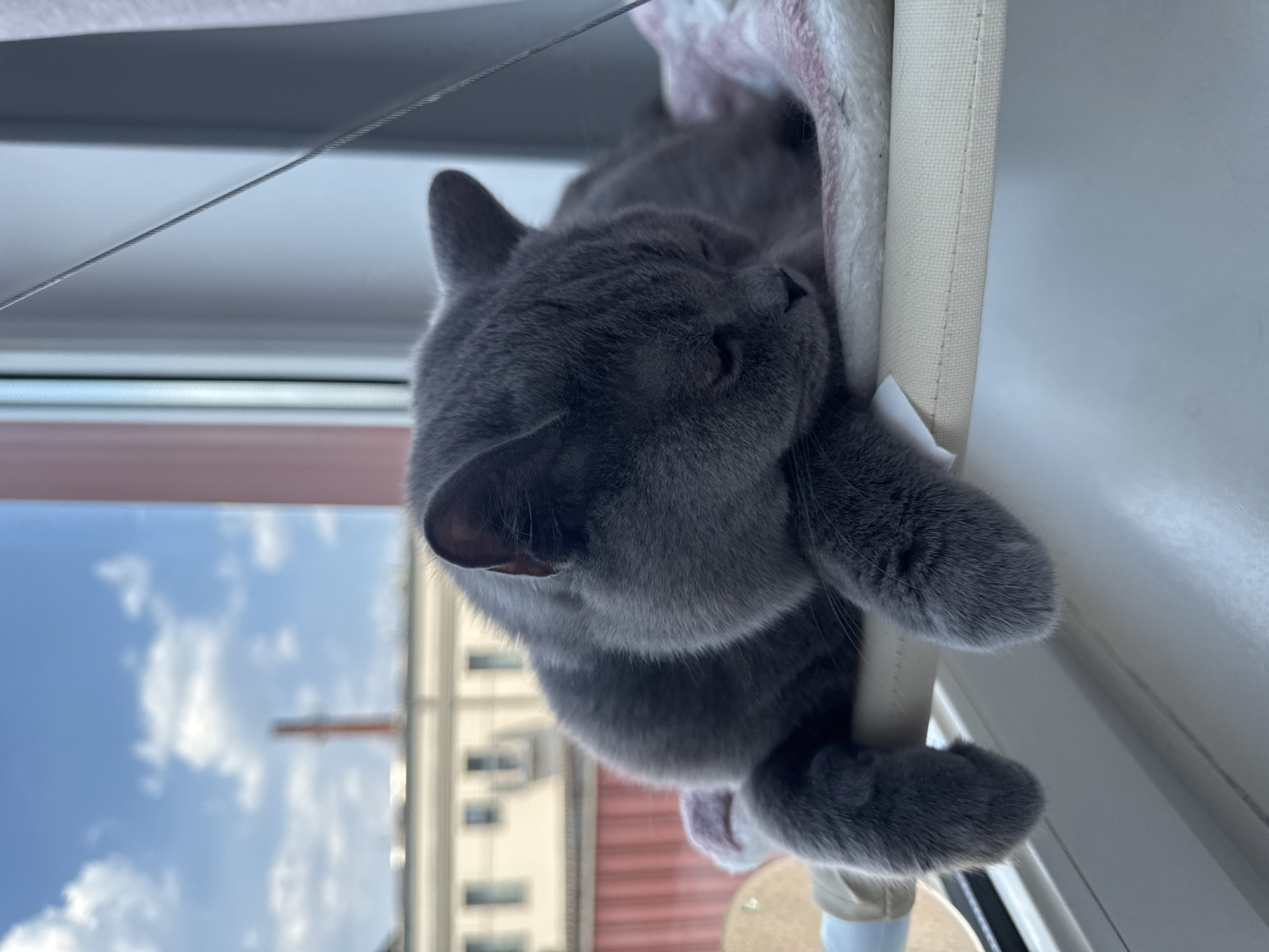 A gray British Shorthair cat is sleeping on a window perch, with its paws dangling over the edge. The perch is attached to a window frame, and the cat is lying on a soft, pink and white patterned cushion. Outside the window, there is a bright blue sky with fluffy white clouds, and a building with red and light-colored sections. The context of Zielona Góra, Poland, is not discernible from the image.