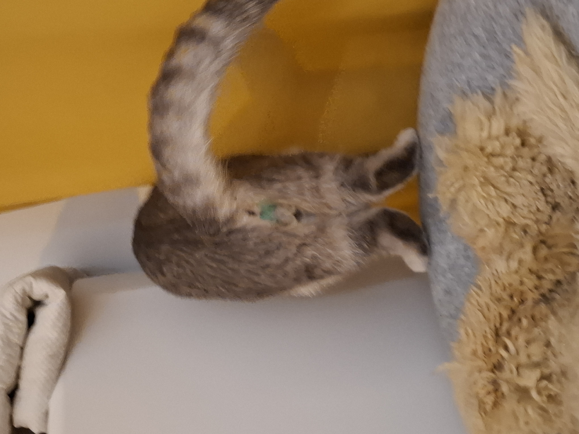 The image shows a close-up of a cat's rear end, including its tail and hind legs. The cat is resting on a light-colored surface, possibly a couch or bed, next to a textured fabric that appears to be a blanket or rug. Behind the cat, a bright yellow surface creates a contrasting background. A small, bright green object is visible on the cat's fur. The cat's fur is a mix of grey and white stripes, and its tail curves upwards. The lighting suggests an indoor setting, possibly during the daytime. The image focuses on the texture and patterns of the cat's fur and the surrounding materials.