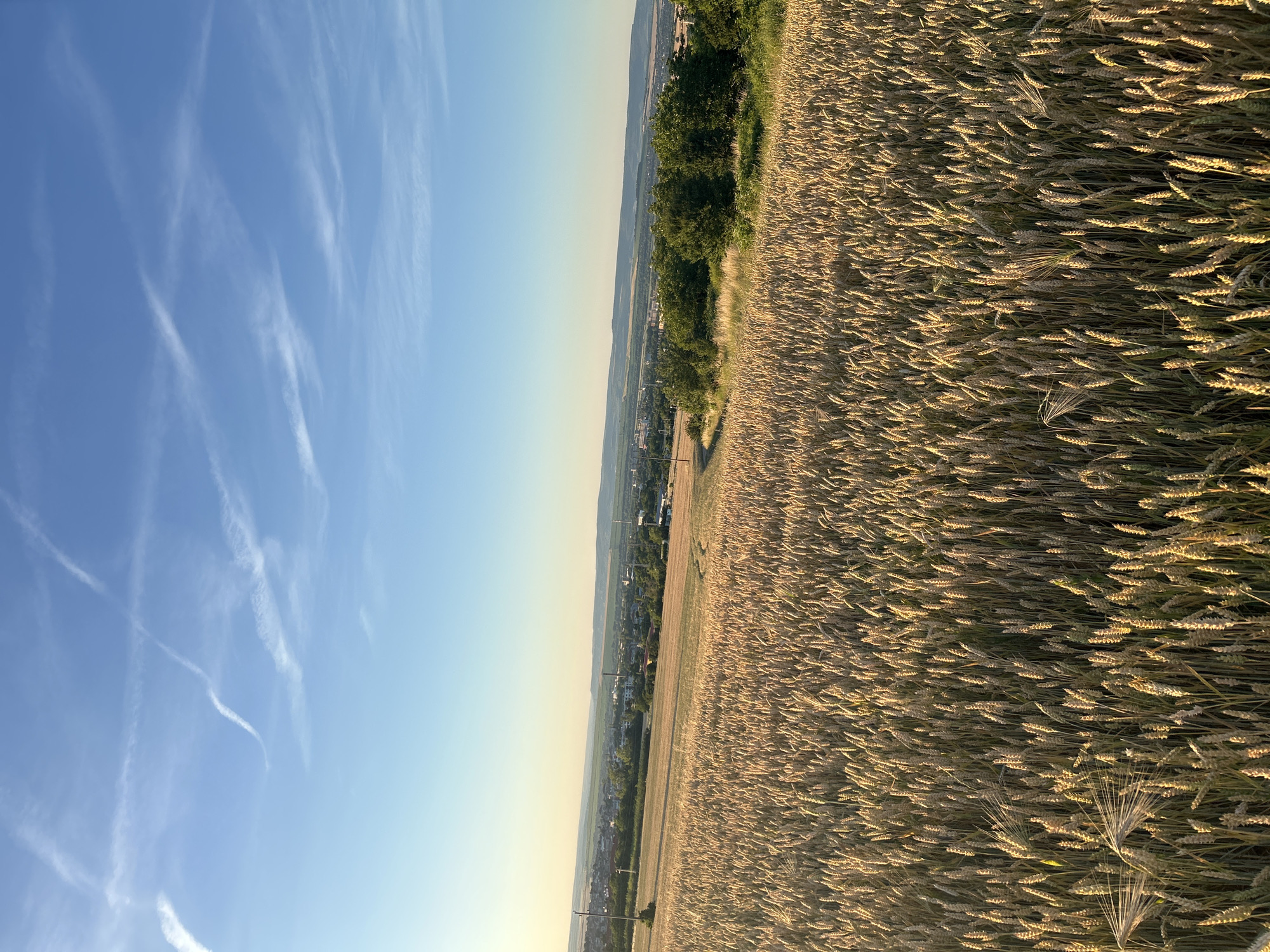 The image shows a vast field of wheat in the foreground, with the stalks golden and illuminated by the setting sun. In the middle ground, there is a rolling landscape with trees and buildings that suggest a rural or suburban area. The background consists of a hazy horizon with rolling hills under a clear blue sky dotted with wispy white clouds and contrails. There are no people or animals visible in the scene. The overall impression is one of a peaceful, late afternoon agricultural landscape.