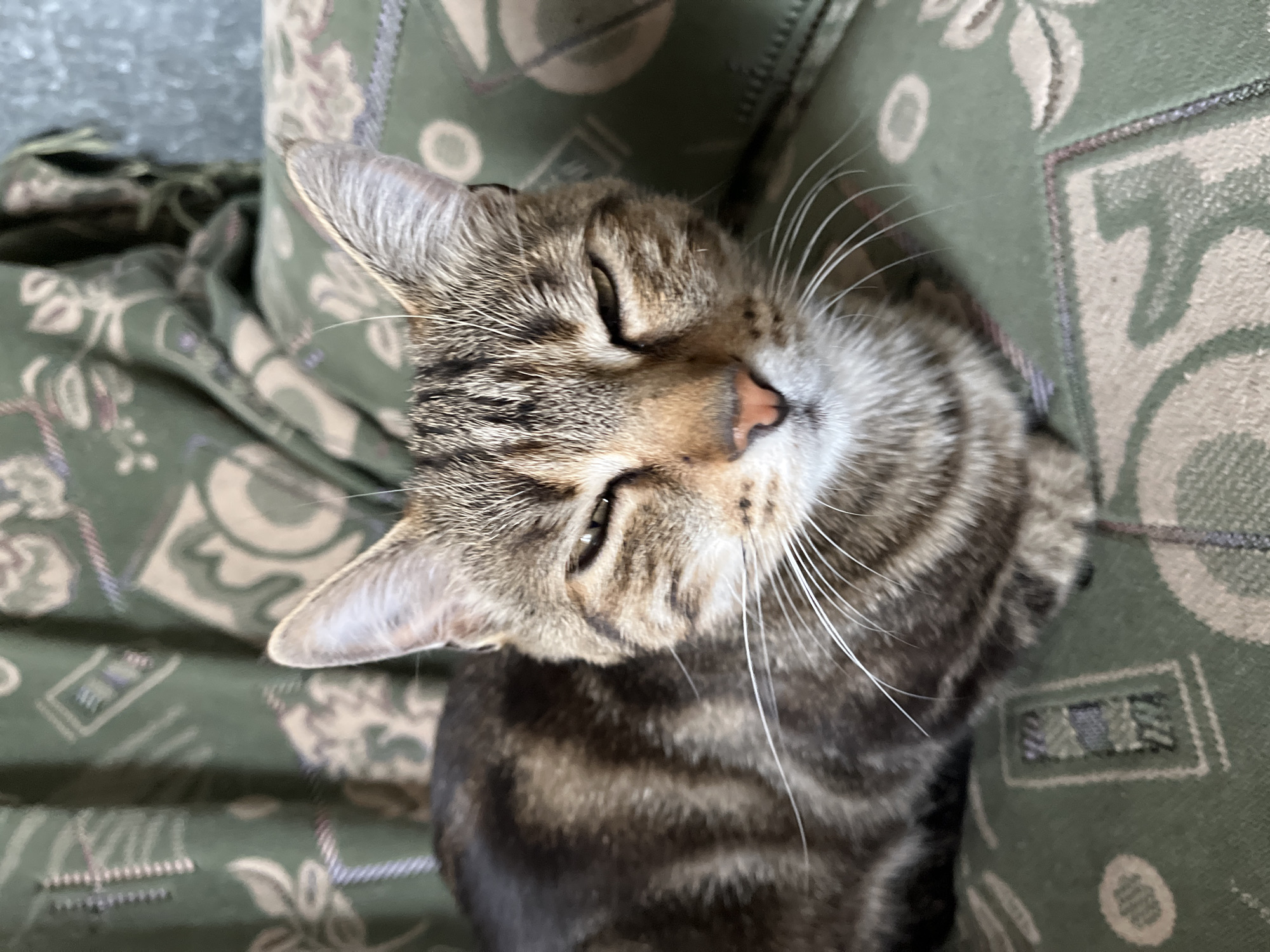 A domestic tabby cat is captured in a close-up, overhead shot, appearing relaxed and potentially dozing. The cat's fur features distinct brown, black, and grey stripes, characteristic of a mackerel or classic tabby pattern. Its eyes are mostly closed, indicating a state of rest or contentment. Prominent white whiskers extend from its muzzle, and it has a small, pink nose. The cat is lying on a piece of furniture, likely a sofa or armchair, covered in a green fabric adorned with a repeating pattern of beige and darker green/brown motifs, possibly floral or abstract. The overall setting is indoors, suggesting a comfortable home environment. No discernible text is visible within the image. Based on the provided context, this scene takes place in Petropavlovsk-Kamchatsky, Russia.