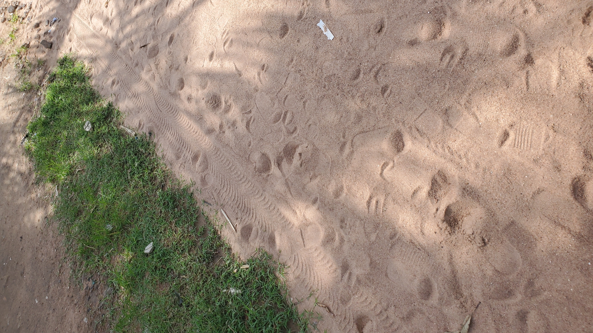 This image depicts a sandy area adjacent to a patch of green grass, likely located in Jalingo, Nigeria. The sand is imprinted with numerous footprints and tire tracks, suggesting recent activity. Some of the footprints are distinct, showing clear impressions of footwear with treads, while others are more smudged. Tire tracks, characterized by a repeating patterned ridge, are visible in a diagonal line across the sand. The grassy area appears somewhat unkempt, with blades of grass growing sparsely in patches. Shadows from overhead foliage create dappled patterns across the sand, indicating an outdoor environment, possibly a pathway or a less-trafficked section of a park or roadside. There are a few small pieces of debris scattered on the ground, including what appears to be a small white piece of paper or plastic in the lower right portion of the image. The overall scene is one of a natural or semi-natural outdoor space, marked by the passage of both people and vehicles.