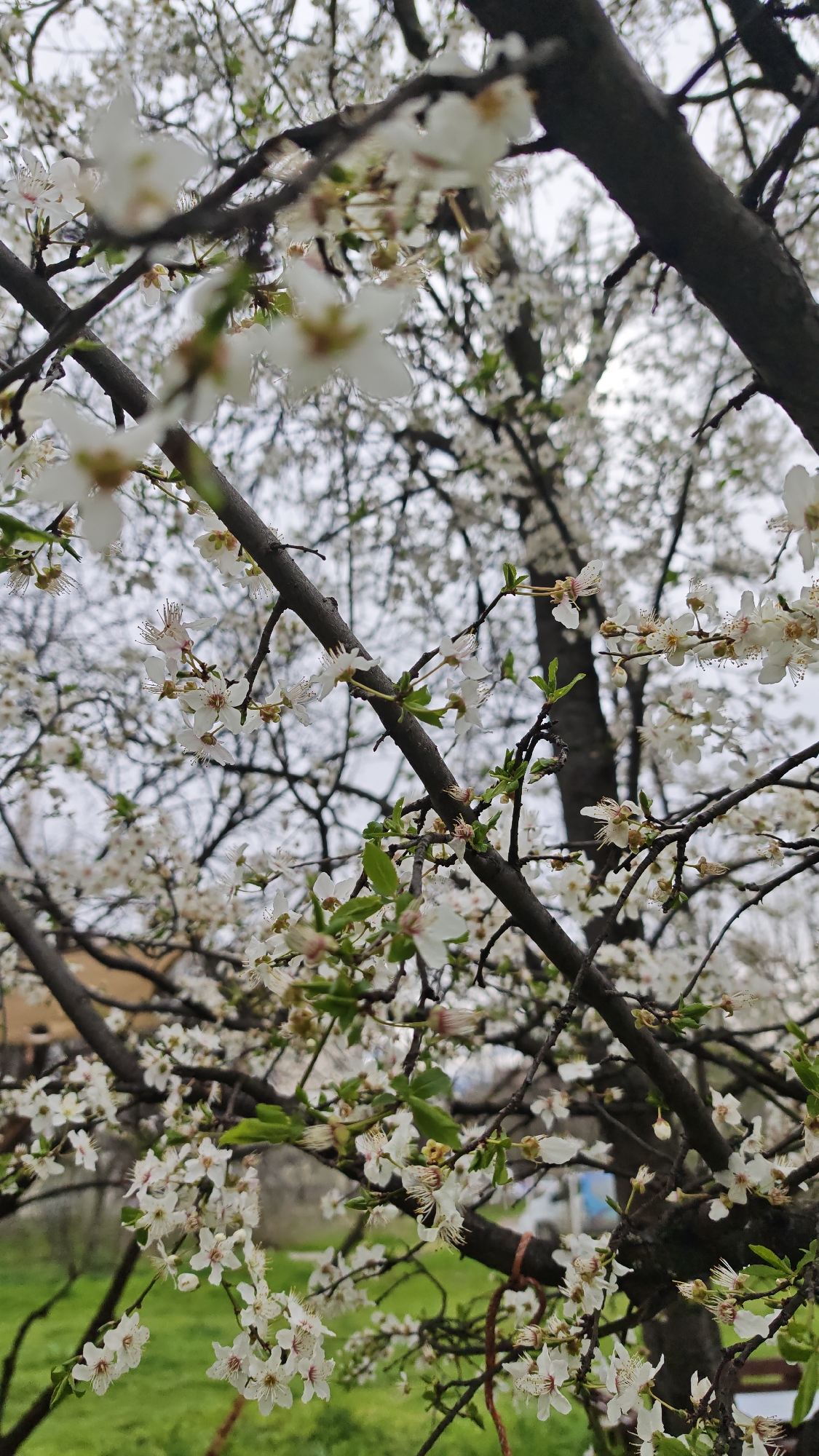 The image captures a blossoming tree, its branches filled with white flowers and fresh green leaves. The branches are dark brown, contrasting with the white blossoms. In the background, more trees with similar blossoms create a blurred effect, suggesting a park or garden. A hint of green grass and a distant building are visible at the bottom of the frame. Based on the presence of lush vegetation and architecture in the background, it may be taken in one of Plovdiv's parks. Given the floral nature, the season is likely Spring.