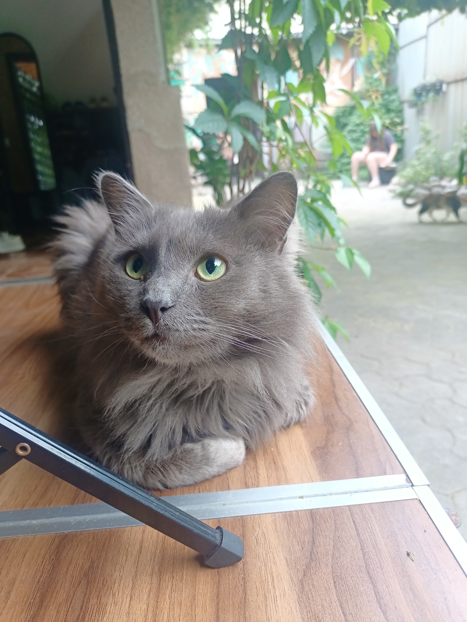 A grey, long-haired domestic cat with prominent green eyes is centrally positioned in the foreground, resting in a loaf formation on a wooden table with a metal edge. A black metal stand leg is visible in the lower-left corner. The background, largely out of focus, transitions from a dim interior space with a visible arched doorway and a mirror on the left to a brighter outdoor courtyard or backyard on the right. In the blurred outdoor area, a person is seated on a low object, and a second, multi-colored cat is visible walking on a paved surface. Green foliage partially obscures the view of the outdoor environment. This scene is located in Almaty, Kazakhstan.