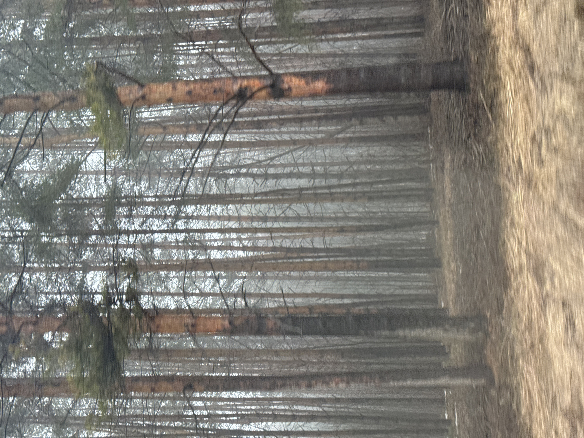 The image depicts a forest scene in a location that appears to be near Votkinsk, Russia. The scene is characterized by dense trees, some with reddish-brown bark. The trees are predominantly bare except for a few with green foliage. The environment appears misty or foggy, contributing to a muted color palette. To the right of the trees is an area of light-brown vegetation. The image has been taken from a low angle and appears slightly rotated. There is no clear indication of people or human activity beyond the presence of the trees.