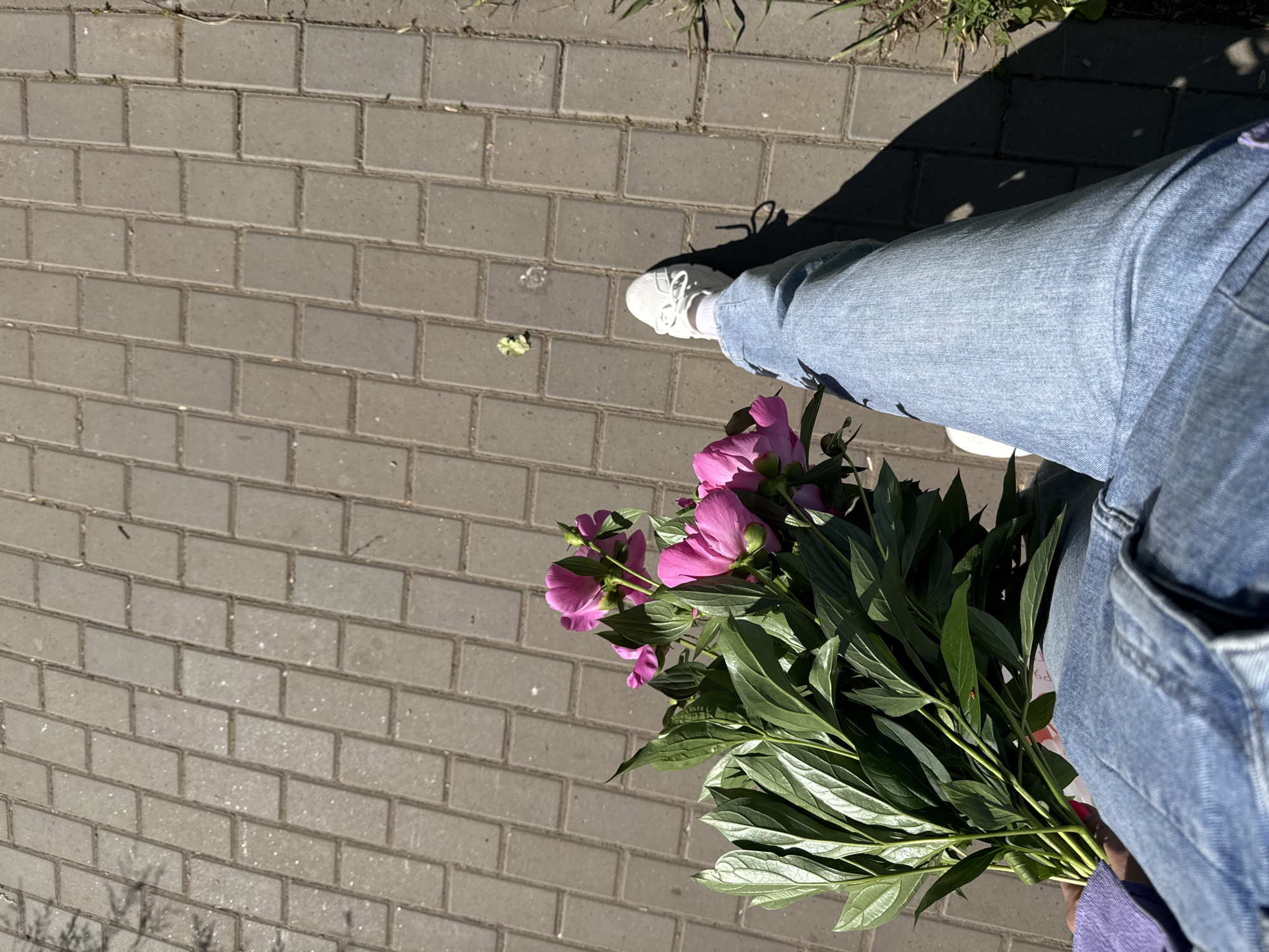 A first-person perspective shot shows a person holding a bouquet of pink peonies. The person is wearing blue denim jeans and white sneakers. They are standing on a paved walkway with a pattern of rectangular bricks. The walkway is bordered by a strip of green grass on the right side of the frame. A shadow from the person and the flowers stretches across the pavement. The overall lighting suggests it is a sunny day. The location is identified as the city of Chaikovsky, Russia.