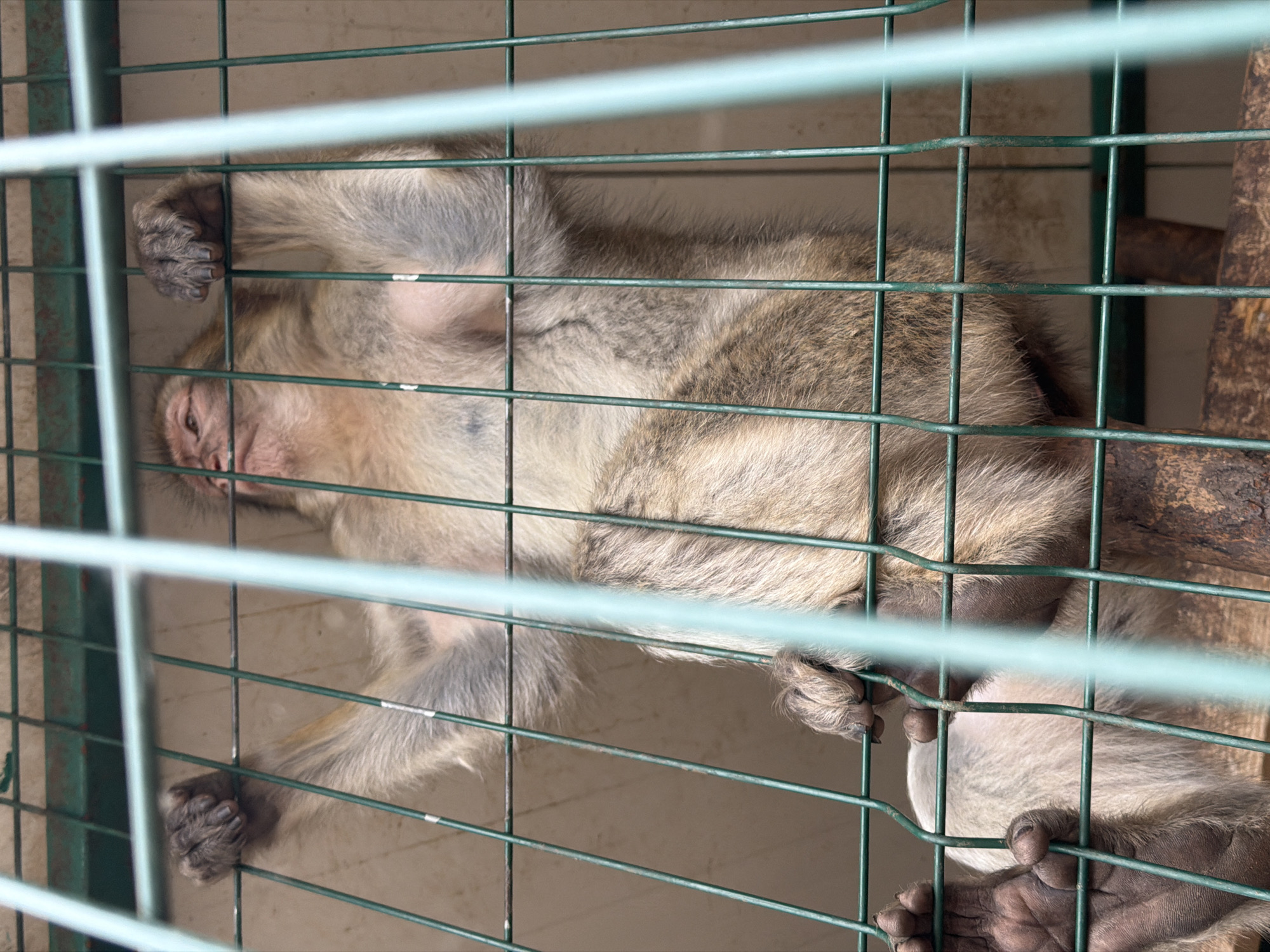 A monkey is inside a green metal cage. The monkey's body is mostly visible through the bars. Its hands and feet are gripping the bars. The location is Herceg Novi, Montenegro.