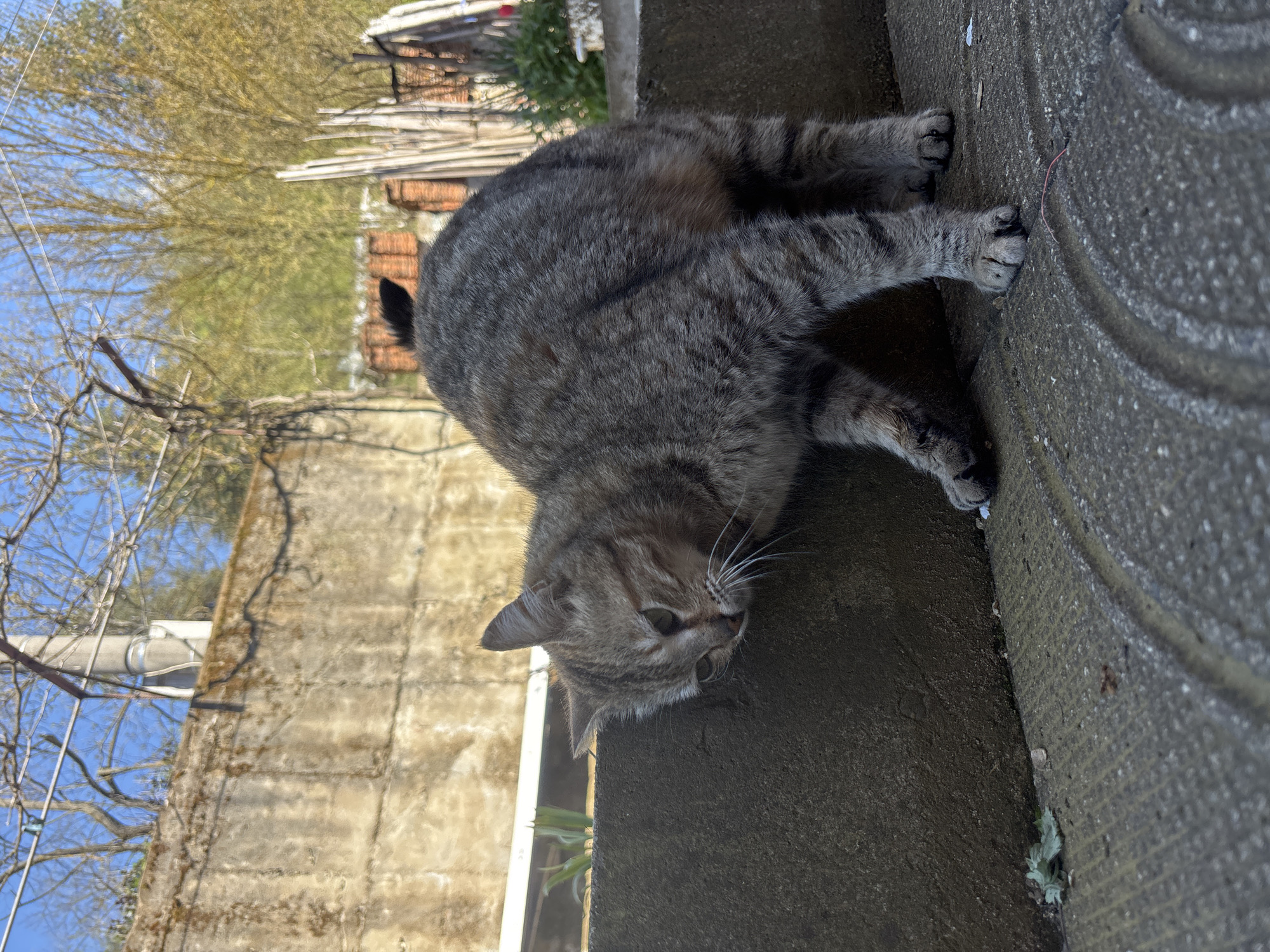 A gray tabby cat is lying on a concrete ledge, its body angled towards the viewer. The cat's head is lowered, and its front paws are extended, gripping the edge of the ledge. The cat is in Zlatograd, Bulgaria. A concrete wall runs along the left side of the image, and in the background are trees and a glimpse of a building. The sky is visible in the upper left corner.