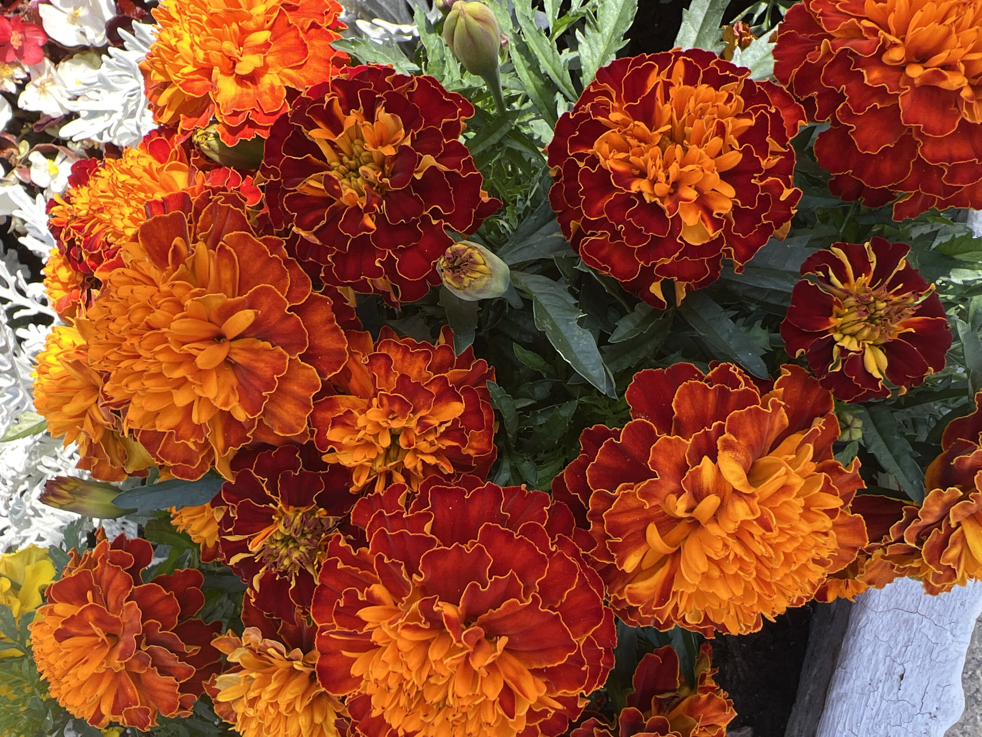 The image is a close-up, overhead shot of a cluster of marigold flowers in varying shades of orange and deep red. Some of the flowers are fully bloomed, with ruffled petals, while others are in bud form. The foliage is green and textured. The flowers appear to be planted in a planter or garden bed, with a glimpse of a white, weathered wooden edge in the lower left corner. The scene is well-lit, suggesting it was taken outdoors during the day. There is no indication of the specific location within Saint Petersburg, Russia, or any people or actions.