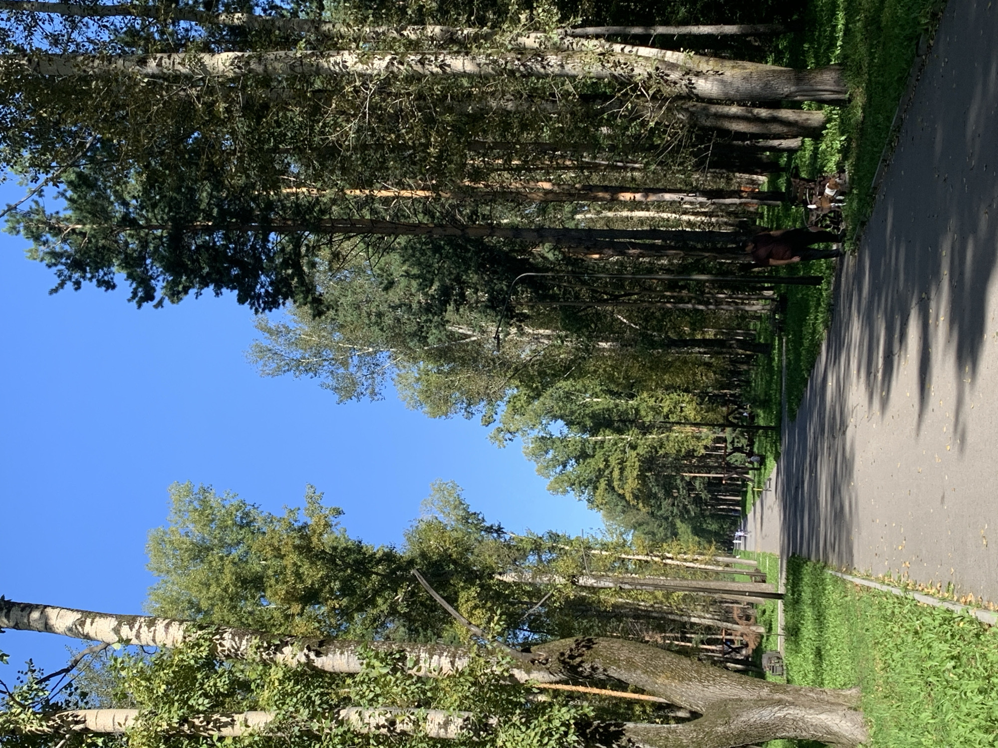 The image depicts a sunlit park pathway lined with tall trees under a clear blue sky. A paved path curves into the distance, with a person and a dog walking on it to the right. Green grass covers the park area on either side of the path, with benches visible in the background. The overall scene suggests a peaceful day in a public park. The provided information states that this location is the city of Prokopyevsk, Russia.