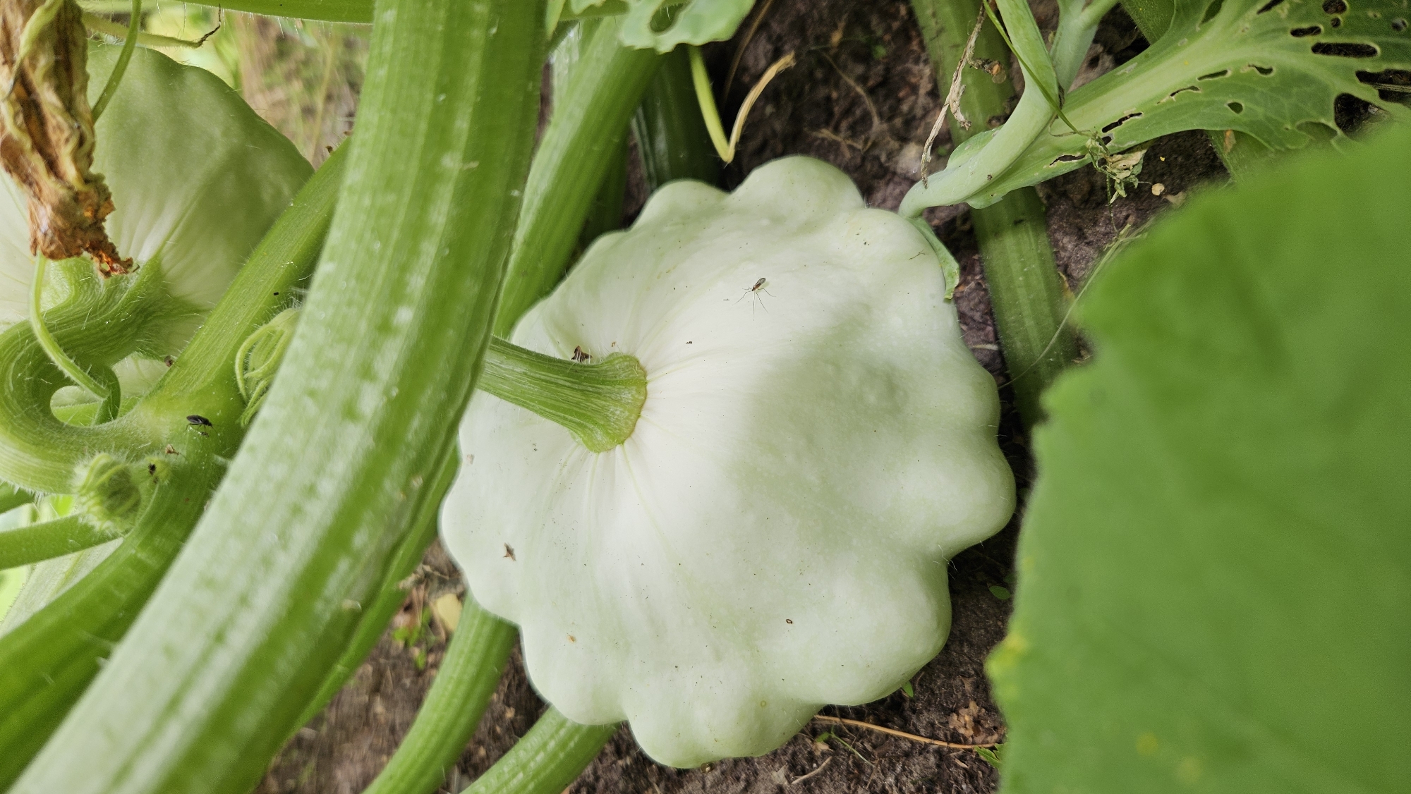 A close-up, eye-level shot captures a pale green, scalloped pattypan squash growing on its vine in the soil. The squash is the central subject, positioned slightly to the left of the frame, with its stem extending upwards and to the right. Surrounding the squash are thick, ribbed green vines and large green leaves, some of which are partially blurred due to their proximity to the camera. The soil beneath the squash is dark brown and appears damp, with some scattered debris. A small, delicate insect with long legs is visible on the surface of the squash. A few smaller insects, possibly aphids, are present on the vines. The scene is outdoors, under natural light, with a soft focus effect that draws attention to the squash and its immediate surroundings. The image was taken in Kākciems, Latvia.