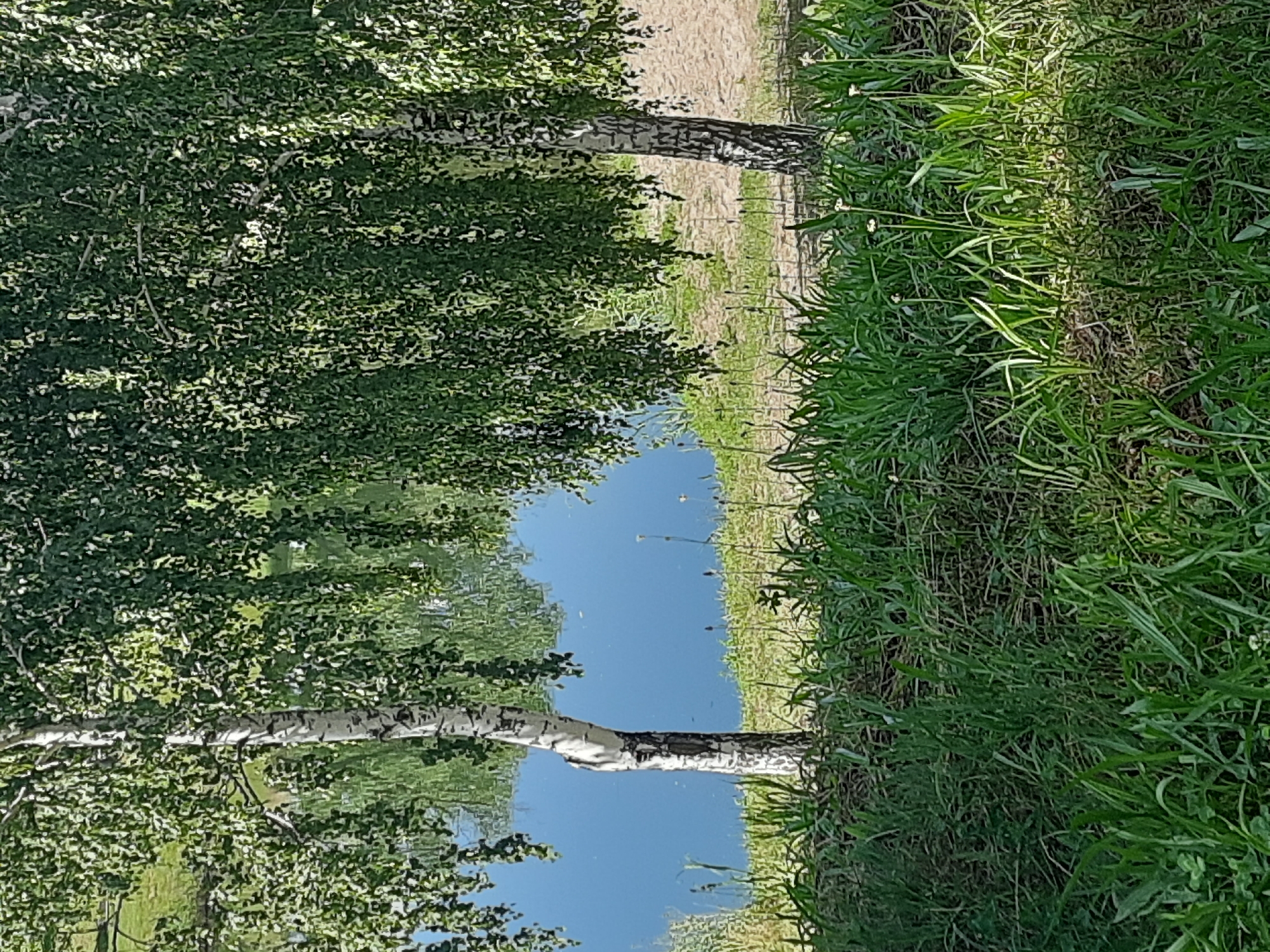 The image depicts a serene natural scene near the city of Horishni Plavni, Ukraine. Two birch trees with characteristic white bark and dense green foliage stand prominently in the foreground. Their branches overhang and cast shadows on a calm body of water, likely a river or lake, which reflects the sky and surrounding vegetation. The water appears a vivid blue, suggesting clear conditions. Along the bank, lush green grass and other low-lying plants create a verdant border between the trees and the water. A sandy or dirt path is visible behind the trees, leading to the right side of the frame. The overall impression is one of peaceful natural beauty, with the trees acting as a natural frame for the tranquil water and landscape.