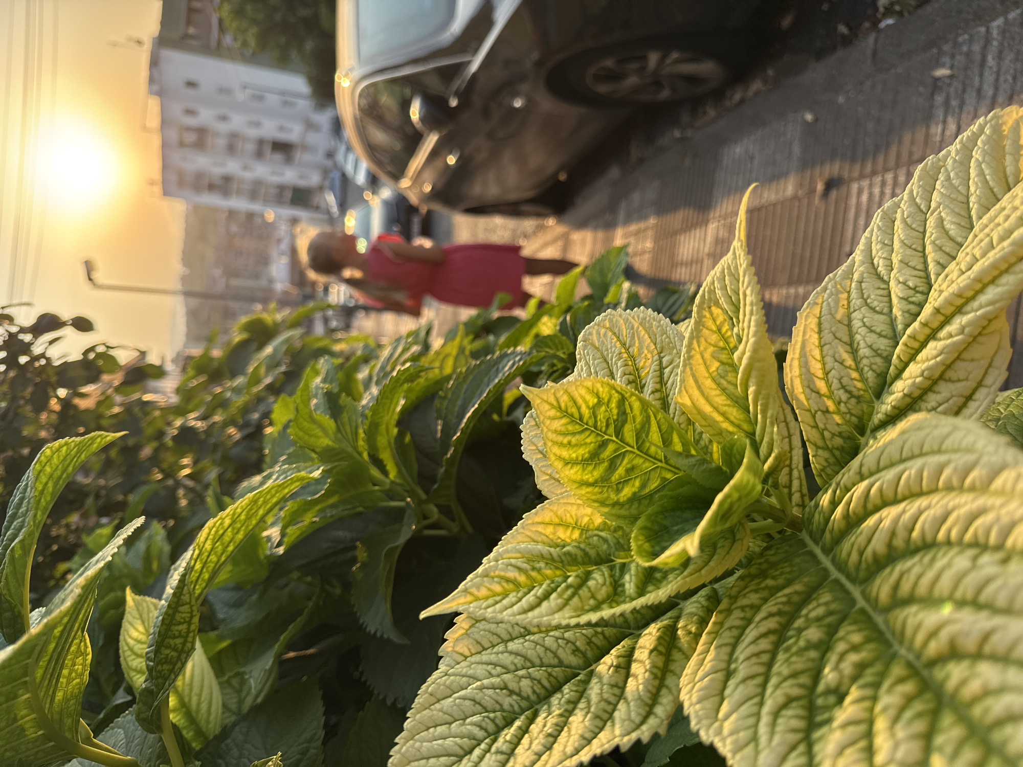 The image depicts a sun-drenched street scene in Blanes, Spain, with lush green foliage dominating the foreground. The large leaves, bathed in warm, golden light, are in sharp focus, their intricate vein patterns clearly visible. In the background, a young girl wearing a pink dress walks along a sidewalk, her back to the camera. She is in motion, with her blonde hair trailing behind her. A dark-colored car is parked on the street next to the sidewalk, and other vehicles are visible further down the road. Buildings and hills are seen in the distance, all under a bright, hazy sun. The overall impression is one of a peaceful, late afternoon in a Mediterranean town.
