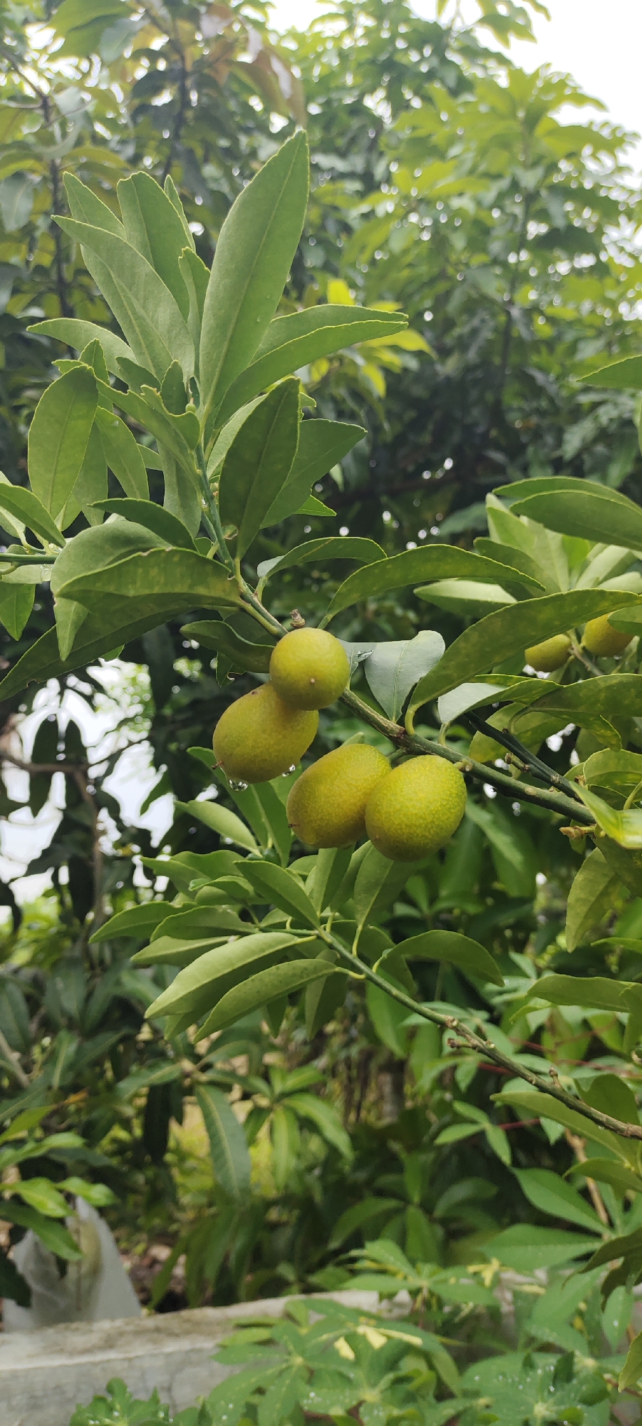 A close-up, eye-level, vertical shot captures a branch of a kumquat tree with ripening fruit and lush green leaves. The kumquats are oval-shaped and a vibrant yellow-green, with some showing subtle indentations and a textured peel. A few water droplets cling to the leaves and fruit, suggesting recent rain. The background is a blur of more greenery, indicating a dense natural environment. The lighting is soft and diffused, typical of an overcast day, with the sky providing a bright, hazy backdrop. The scene is devoid of any human presence or activity, focusing solely on the natural beauty of the fruit-bearing branch. Based on the presence of lush tropical vegetation, this image likely originates from a garden or orchard within the city of Lhokseumawe, Indonesia, a region known for its tropical climate and abundant plant life.