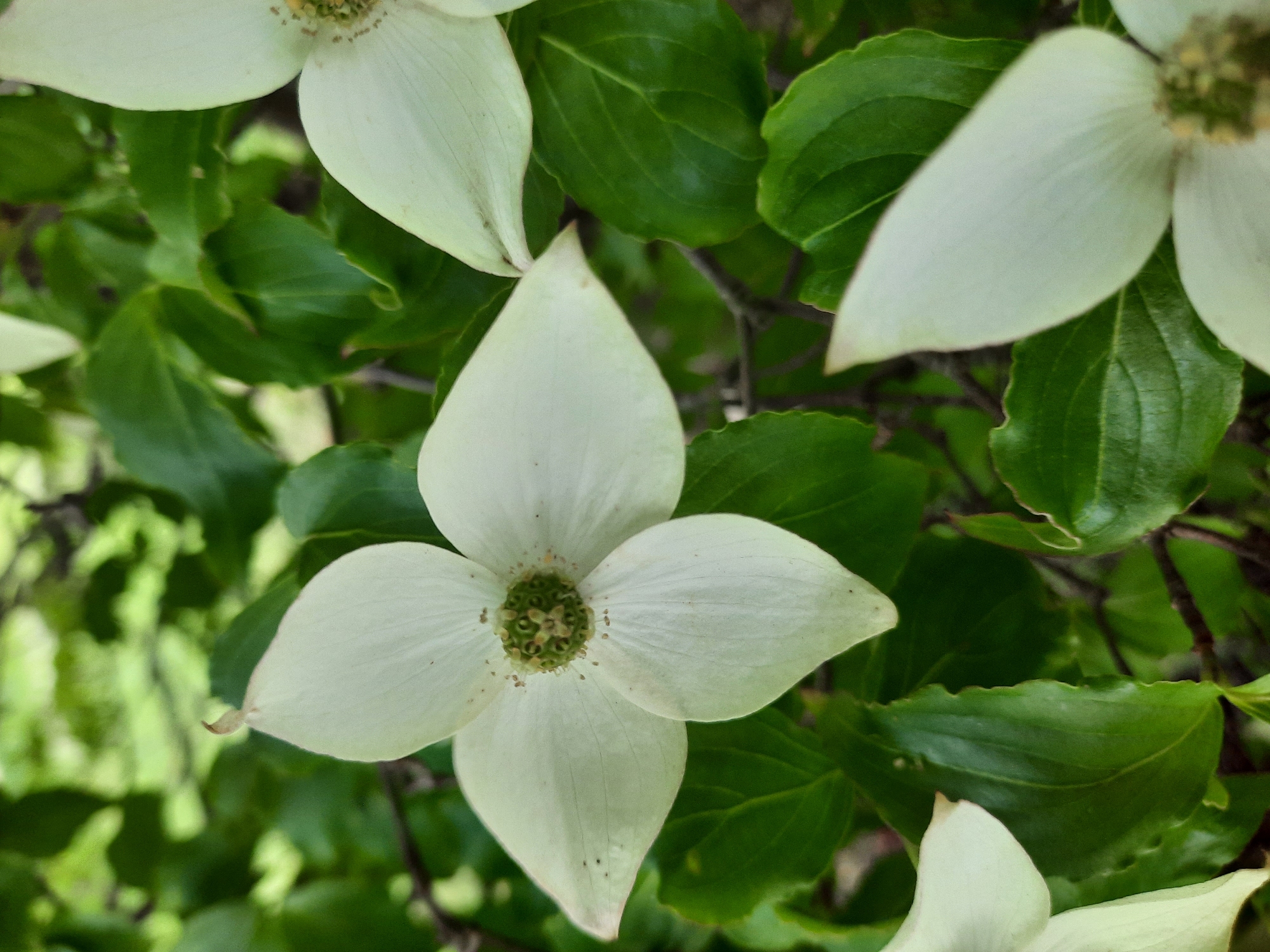 This is a close-up, eye-level, vertical shot of white dogwood flowers blooming on a tree. The flowers have four petals and a green, textured center with small stamen. Lush green leaves surround the flowers, creating a natural, botanical setting. The background is softly blurred, emphasizing the detail of the flowers and leaves. The image appears to be taken outdoors in a park or garden within the city of Rosenheim, Germany, given its aesthetic and subject matter often found in such environments. There are no people or animals visible in the frame. The lighting suggests a natural daylight setting, possibly overcast, as there are no harsh shadows.