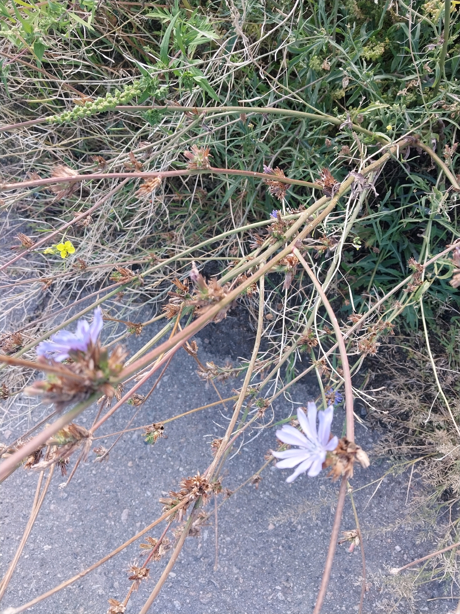 The image depicts a close-up view of wildflowers and dry vegetation alongside a paved surface, likely a sidewalk or pathway in Dnipro, Ukraine. The foreground is dominated by delicate purple chicory flowers and their withered stalks, intertwined with dry grass and thin, brown stems. Some of the dry seed pods are visible. A single small yellow flower is also present. The background consists of dense green foliage and more dry vegetation. The paved surface appears to be asphalt or concrete with visible aggregate. The lighting suggests it is daytime, with natural light illuminating the scene. There are no people or animals visible in the image. The overall impression is one of nature encroaching on an urban setting.
