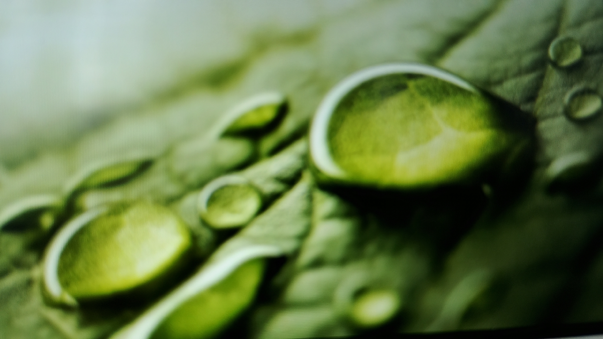 The image shows a close-up, macro view of water droplets on a green leaf. The focus is shallow, creating a soft, blurred background and highlighting the transparency and reflective qualities of the water. The leaf's texture is visible beneath the droplets, with prominent veins. The lighting creates bright highlights on the curves of the water, suggesting a natural light source. There are no people or man-made objects visible in the image. The scene is consistent with a natural environment, such as a garden or forest, and could be located anywhere in the world. There is no information within the image that can be used to determine its location in Smolyan, Bulgaria, or any other specific geographical area.