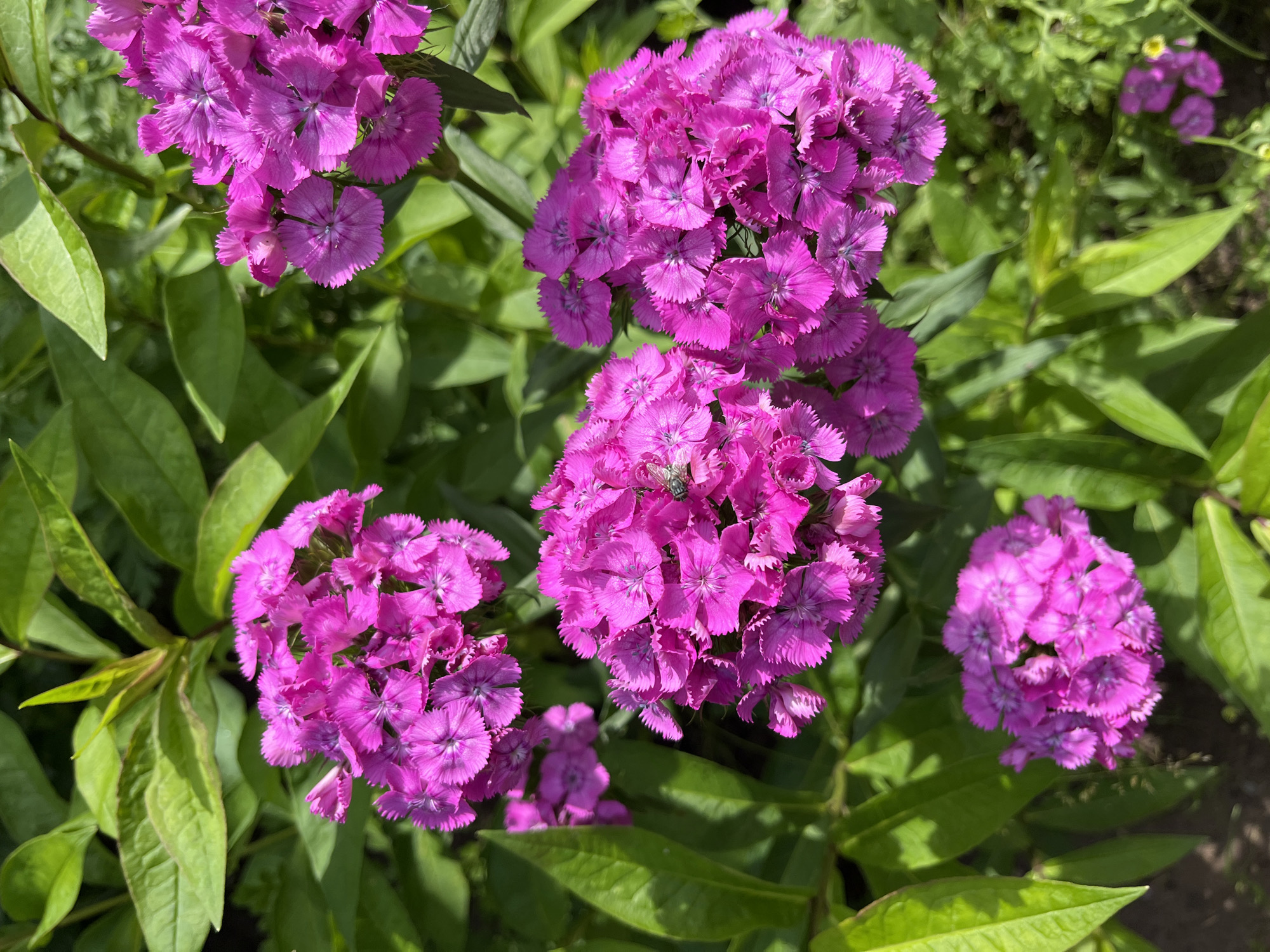 In Igra, Russia, a close-up shot captures a cluster of vibrant magenta flowers, likely Dianthus barbatus, or Sweet William. The flowers are in full bloom, with their fringed petals creating a delicate texture. Surrounding the blossoms are lush green leaves, providing a soft contrast to the bright floral display. A small, light-colored insect, possibly a fly or bee, is visible perched on one of the flower clusters. The image is taken in natural daylight, with shadows suggesting the sun is at a moderate angle. The overall scene depicts a section of a garden, likely a residential or public green space within Igra.