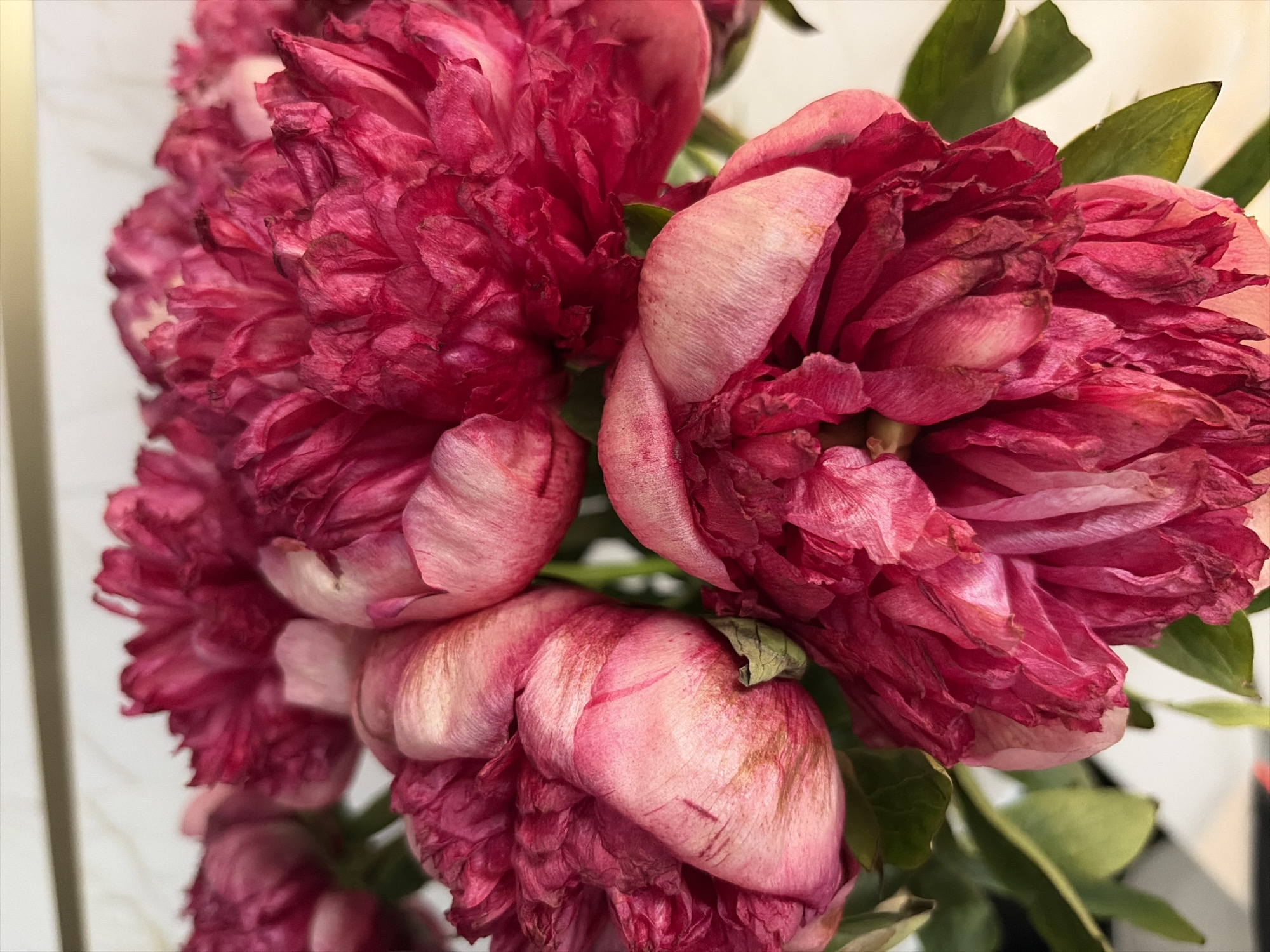 A close-up, eye-level shot focuses on a bouquet of partially wilted, deep pink peonies. The flowers exhibit a range of hues from vibrant fuchsia at the tips of their petals to a lighter, almost pale pink towards the center. Some petals are curled and dry, showing signs of age. Green leaves are visible, interspersed among the blooms. The background is blurred and abstract, featuring a vertical pattern of light and dark stripes in the upper portion, and a softer, lighter area below, suggesting an indoor setting. No people or specific landmarks of Moscow, Russia, are discernible in the image.