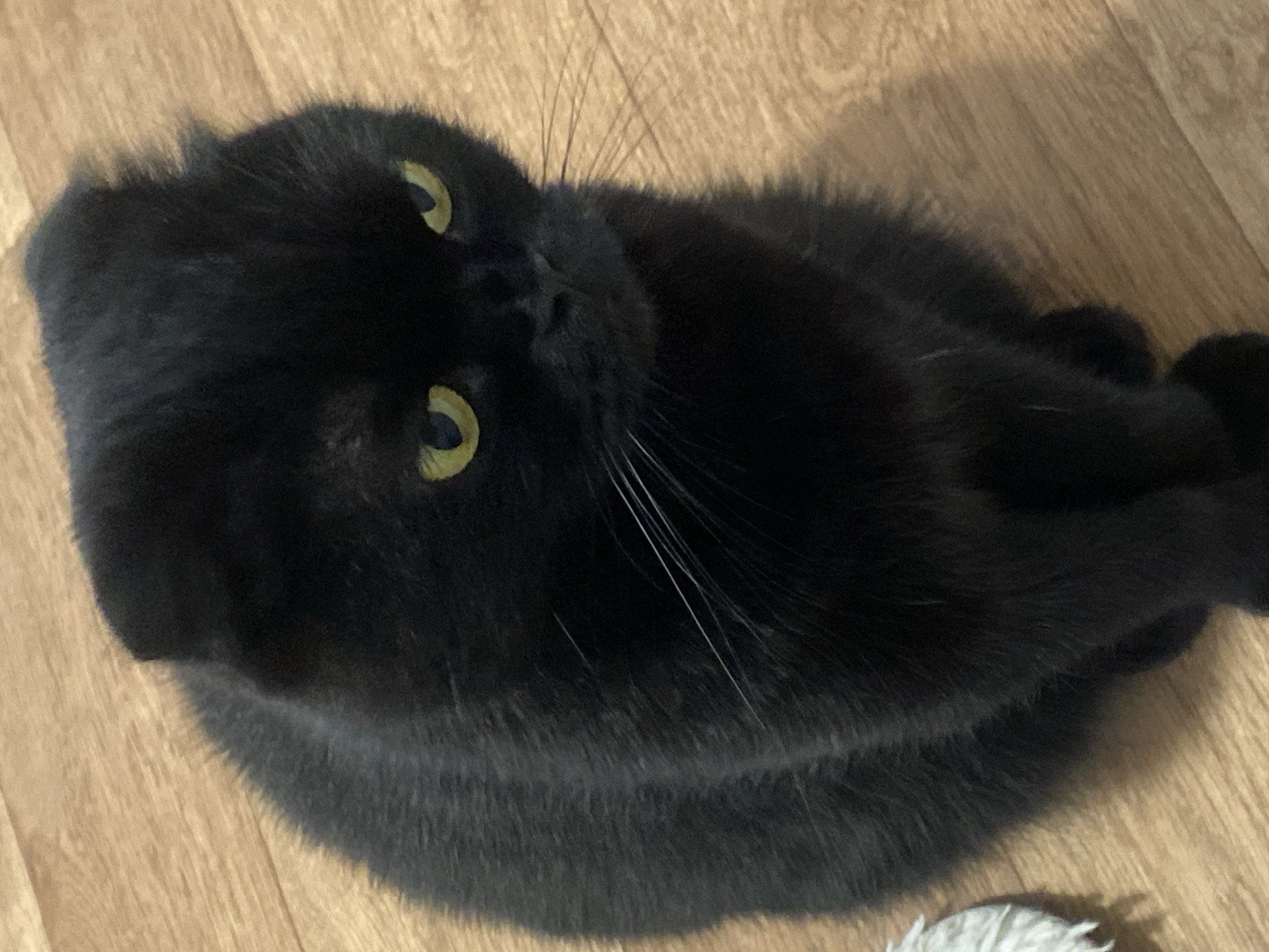 A black Scottish Fold cat sits on a wooden floor. The cat has bright yellow eyes and folded ears. The background is a light brown wooden floor with visible grain. A white fuzzy object is partially visible on the left side of the frame. The cat is facing slightly to the right of the camera, with its head tilted. The lighting appears to be natural, casting subtle shadows. The scene is indoors.