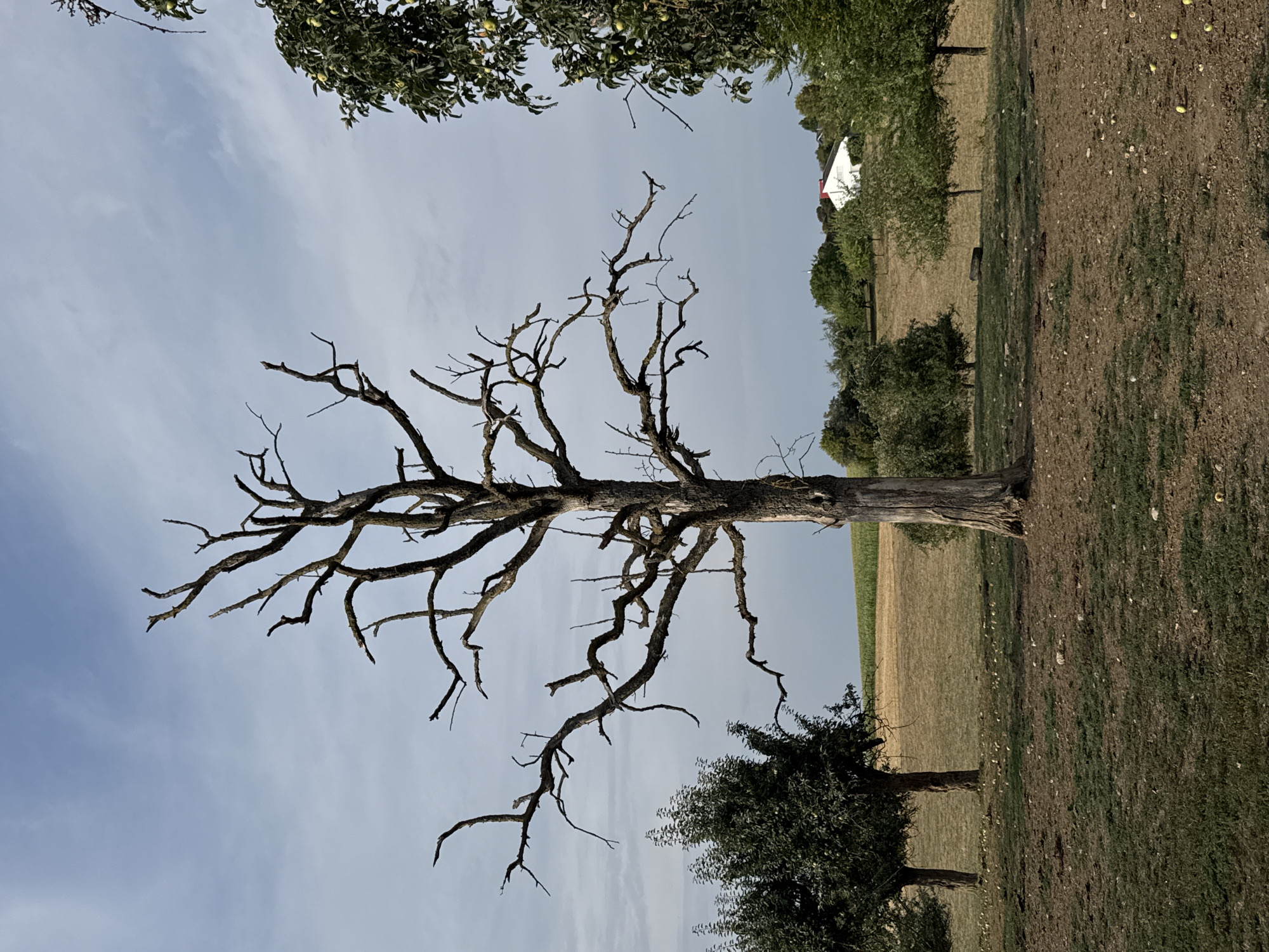 The image depicts a rural landscape with a prominent dead tree in the foreground. The dead tree has a gnarled, branching structure against a cloudy sky. To the left and right of the dead tree, there are living trees, some bearing fruit. In the mid-ground, there is a field with dry, golden grass, and further in the distance, a white building with a red roof is visible amongst more greenery. The ground in the foreground is a mix of soil and sparse vegetation, with scattered small stones and what appear to be fallen fruits. The overall impression is one of a tranquil, possibly autumnal, rural setting. The location is identified as Bad Saulgau, Germany.