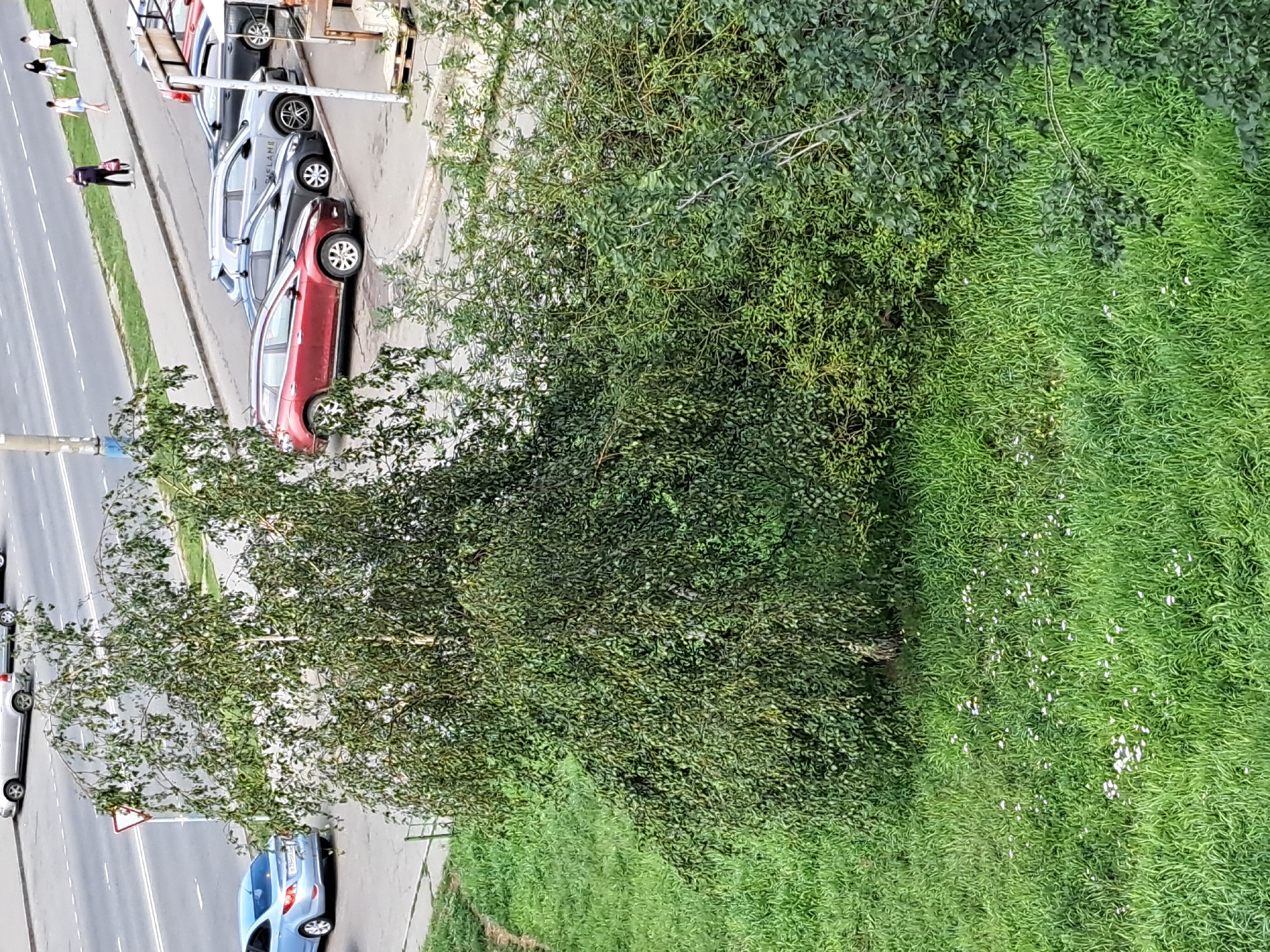 A bright, overcast, daytime aerial view captures a section of a city street and an adjacent grassy area with trees. A two-lane asphalt road is visible at the top, with parked cars lining the right side. Several vehicles are present: a light blue sedan, a red SUV, and a dark grey SUV. A few pedestrians, appearing as small figures in the distance, walk along the sidewalk bordering the road. The lower portion of the image transitions to a lush green lawn dotted with small white wildflowers. A large, leafy green tree dominates the center of the frame, its branches cascading downwards, partially obscuring the view of the street and grass. The overall scene depicts a typical urban environment with elements of nature interspersed. The presence of the specific car models and general urban infrastructure suggests a common scene found in cities like Irkutsk, Russia, though no specific landmarks pinpoint its exact location within the city.