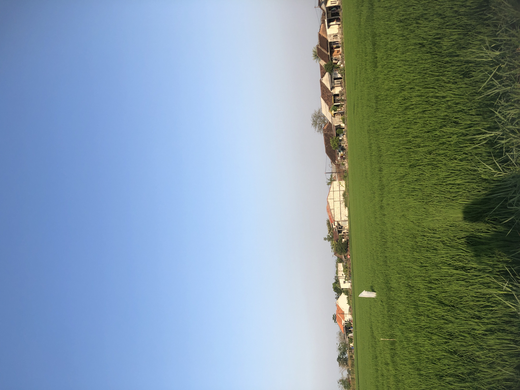 In the city of Kalitengah, Indonesia, a bright blue sky stretches across the top of the image, with a gentle gradient towards a lighter hue near the horizon. Below, a vast, vibrant green rice field dominates the lower two-thirds of the frame. The rice stalks are tall and lush, creating a textured expanse. A single white marker, possibly a flag, stands upright in the middle of the field, partially obscured by the rice. In the far distance, a line of houses with diverse roof styles, ranging from orange to white and grey, are visible, nestled amongst scattered trees. The scene appears to be set during daylight hours, with long shadows cast across the foreground, indicating either early morning or late afternoon sun.