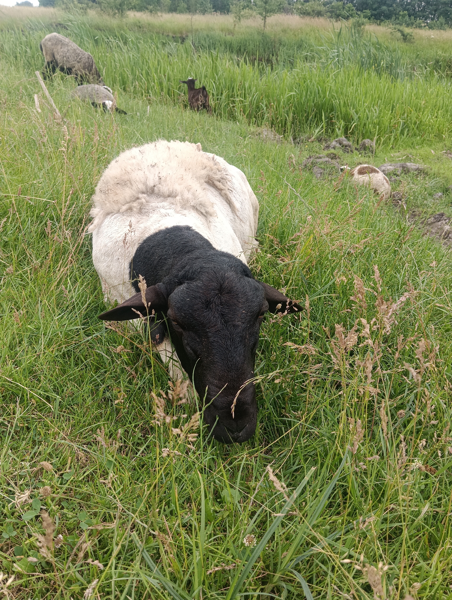 An overhead shot captures a black-headed sheep grazing in a grassy field. The sheep's black head and ears contrast with its white woolly body. It is surrounded by tall green grass and some dry stalks of wheat. In the background, other sheep and a dark bird are visible amongst the vegetation, hinting at a pastoral setting. The ground appears to be uneven and muddy in places.