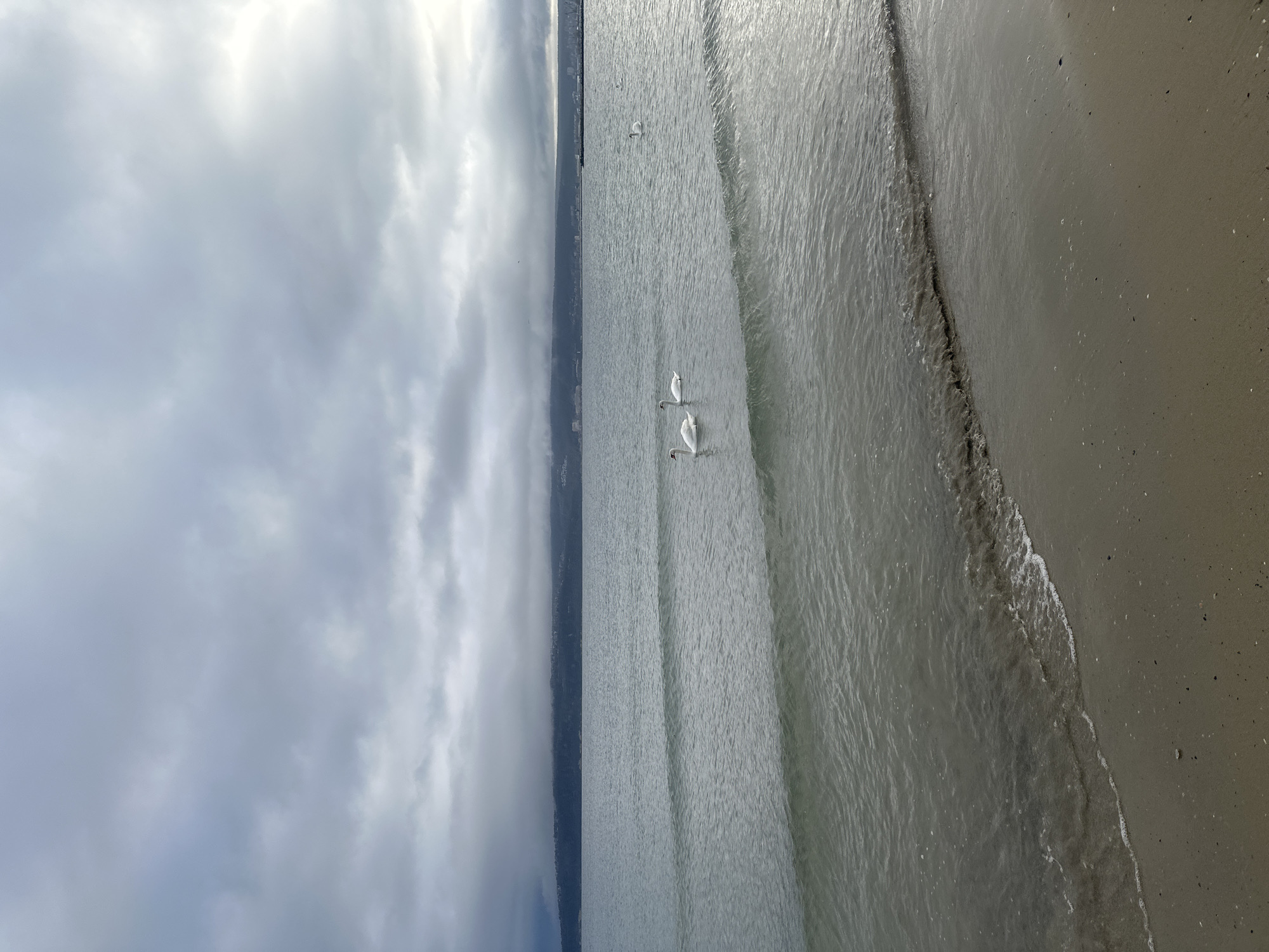 The scene depicts a coastal view on an overcast day in Varna, Bulgaria, likely along the Black Sea shoreline. The sky occupies the upper two-fifths of the frame, filled with dense, grey clouds, indicating heavy cloud cover. Below the sky, the calm, grey-green sea extends across the mid-ground, displaying subtle ripples and gentle waves.
Five white swans are present in the water. Two swans are positioned prominently in the mid-ground, left-center, floating on the water's surface. A third swan is visible further right in the mid-ground, also floating. Two additional swans are discernible in the far right background, closer to the horizon, appearing smaller and less distinct due to distance.
The foreground consists of a wet, sandy beach, characterized by fine-grained sand with scattered small pebbles or dark debris. A small, white-foamed wave is actively breaking onto the sand in the lower left, creating a visible waterline.
In the distant background, along the horizon line, the city of Varna is visible as a low-lying silhouette of buildings and land, appearing somewhat hazy under the cloudy conditions. A pier or breakwater structure extends into the sea on the far right horizon, marked by vertical elements. No human figures or direct interactions are visible.