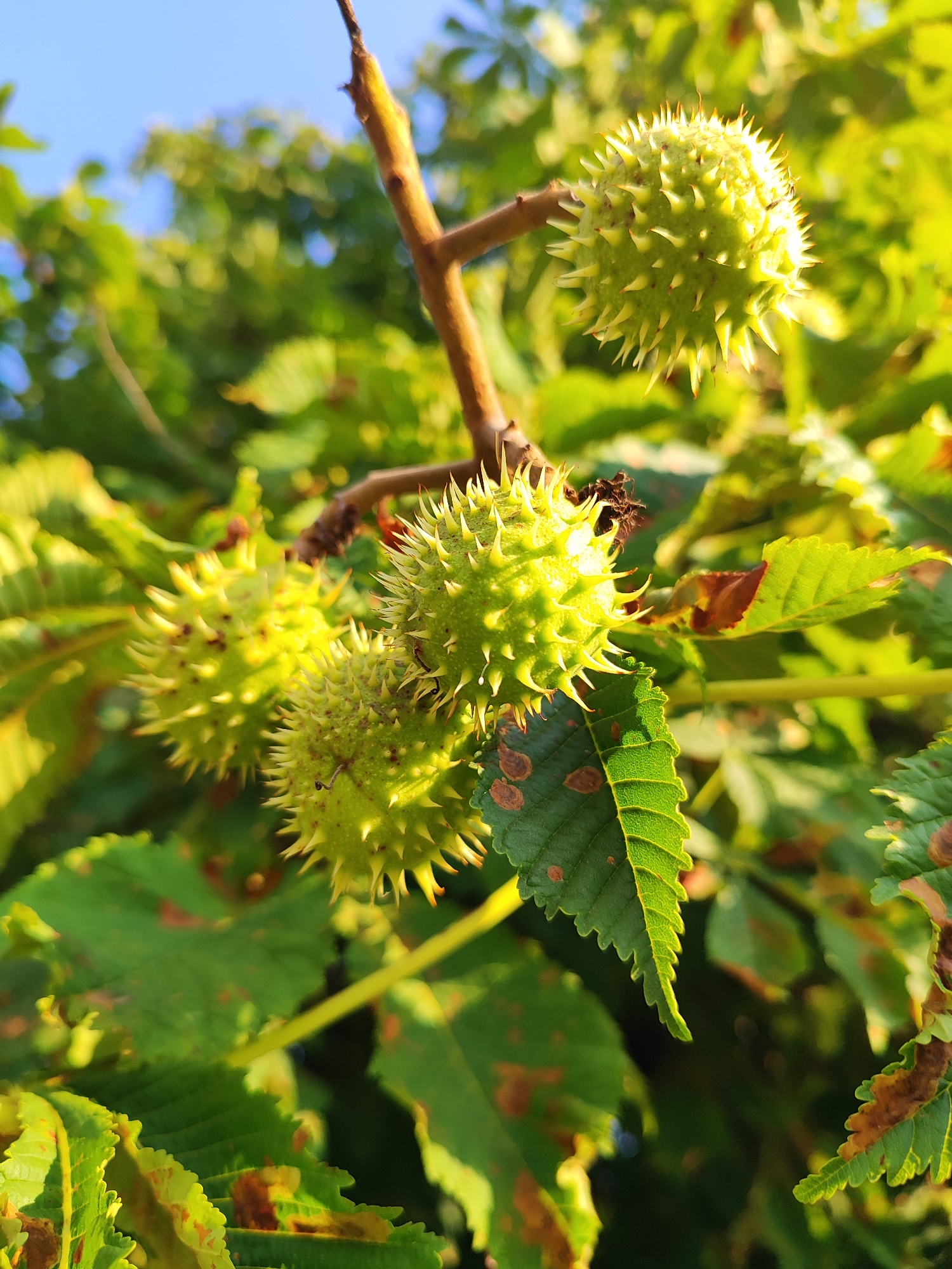 The image shows a close-up view of unripe horse chestnuts on a tree branch. The chestnuts are green and spiky, with some of them clustered together. The leaves of the tree are also visible, some showing signs of browning. The background is a blur of green foliage and a bright blue sky, suggesting it is daytime and outdoors. The overall lighting is warm, indicating sunlight. No people or animals are present in the frame. The scene appears to be a natural setting, possibly a park or garden. There is no information in the image to indicate a specific location in Vilnius, Lithuania.
