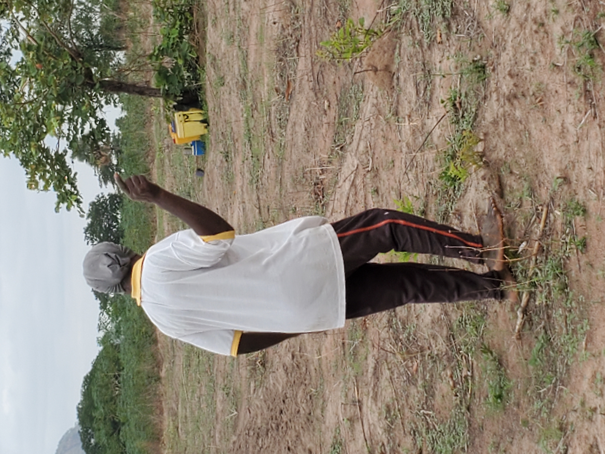 This image, taken in Mararaba, Nigeria, features a person standing outdoors in what appears to be a field or open rural land. The individual is viewed from behind, wearing a white short-sleeved shirt with yellow trim, dark pants with a reddish-orange stripe on the side, and a grey cap covering their head. Their right arm is raised, with the hand open and index finger slightly extended, seemingly pointing towards or reaching for something in a large, leafy tree positioned to their left.
The ground is predominantly dry, brown earth with patches of sparse green vegetation and scattered dry plant debris. In the mid-ground, near the base of the tree, a distinct bright yellow container, possibly a sprayer or a jerrycan, is visible, alongside a smaller blue container. The background features more green foliage, suggesting additional trees or cultivated crops, possibly cassava plants, under an overcast sky. The lighting indicates it is daytime, likely with diffused sunlight due to the cloud cover, resulting in soft shadows.
The scene depicts an individual engaged in an observational or potentially agricultural activity, such as inspecting the tree or surveying the land. No specific emotions are discernible from the person's posture or the back of their head. There is no visible text in the image.