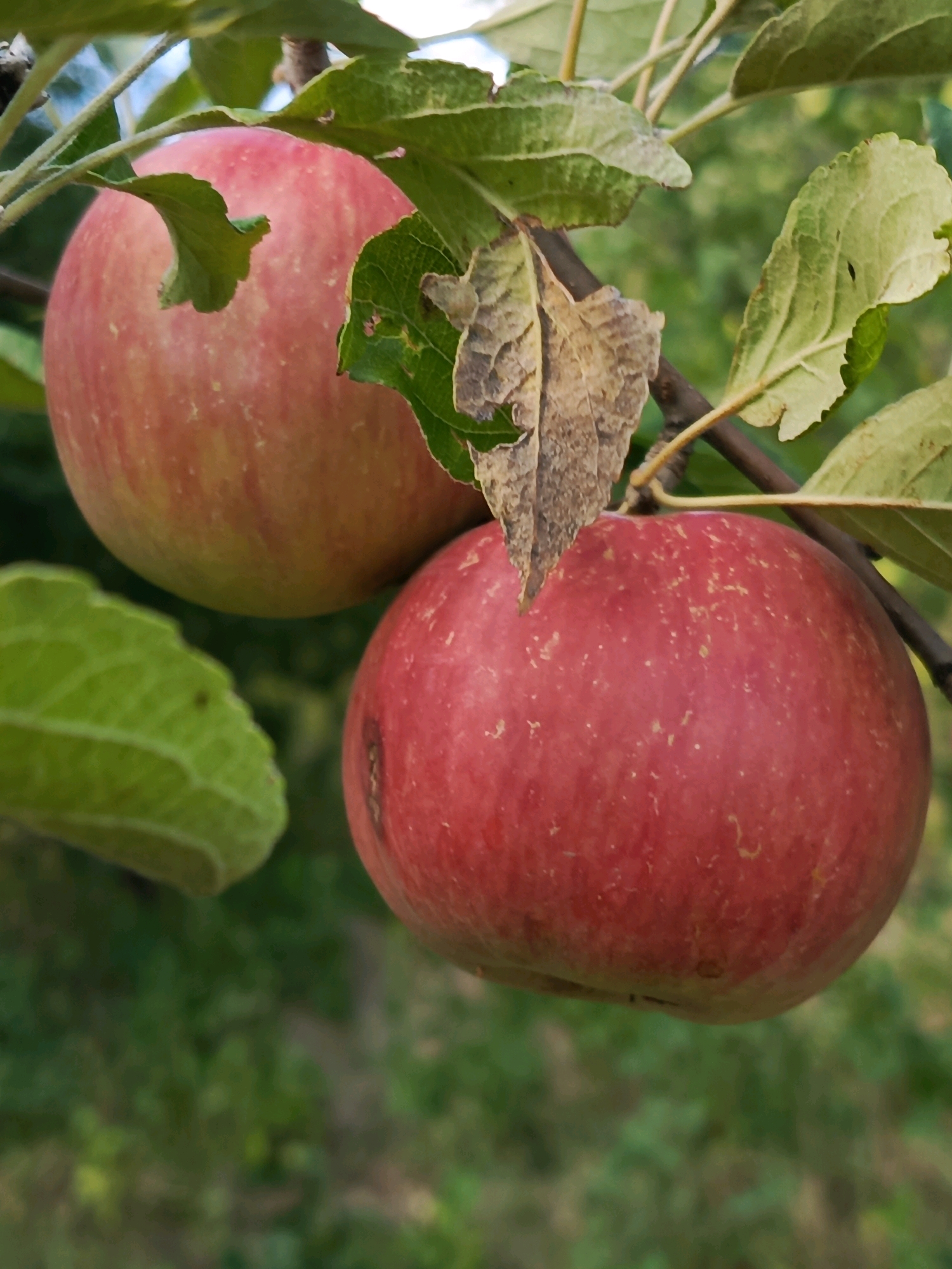 Two red apples are hanging from a tree branch. The apple in the foreground is larger and more vibrantly colored than the apple in the background, which is partially obscured by leaves. The apples have a slightly speckled texture. Green leaves are visible around the apples, some of which appear to be drying or decaying. The background is a blurred expanse of green foliage, suggesting an outdoor setting. The lighting indicates it is daytime. There are no people or animals in the image.
